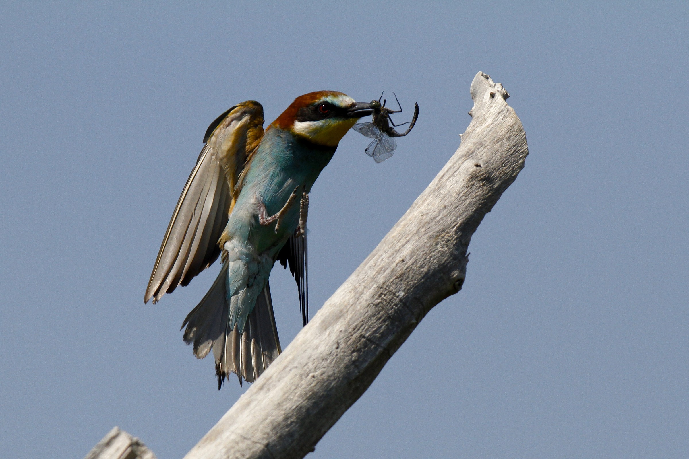 Bee-Eater