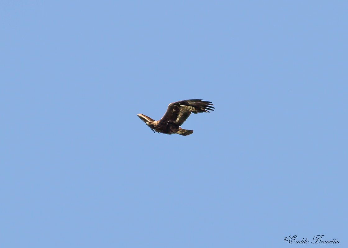Golden Eagle (Aquila crysaetos)