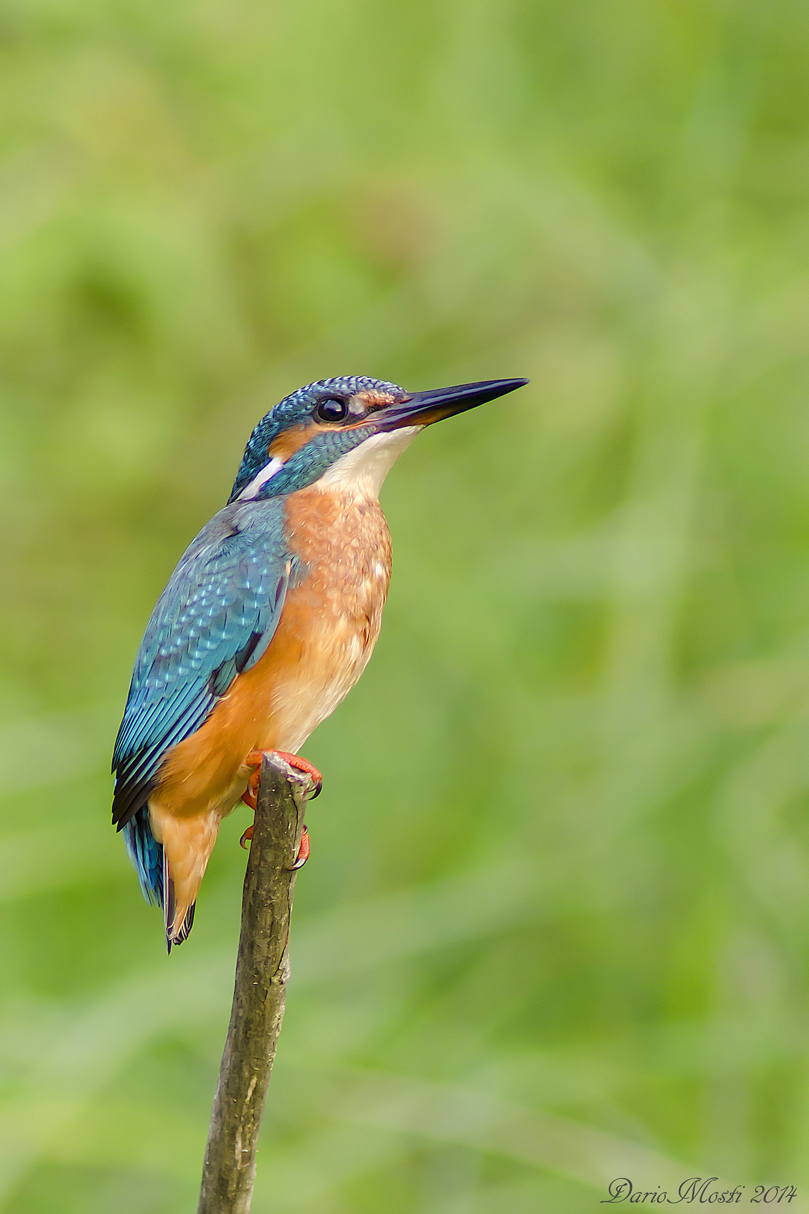 Il mio primo Martino