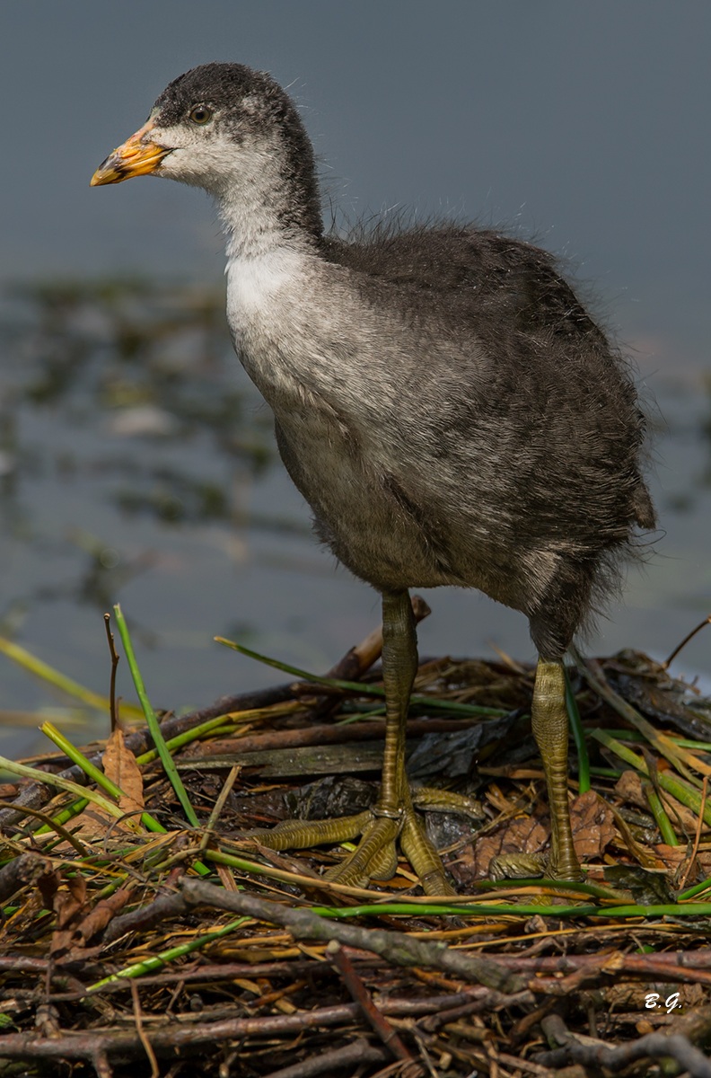 Small coot