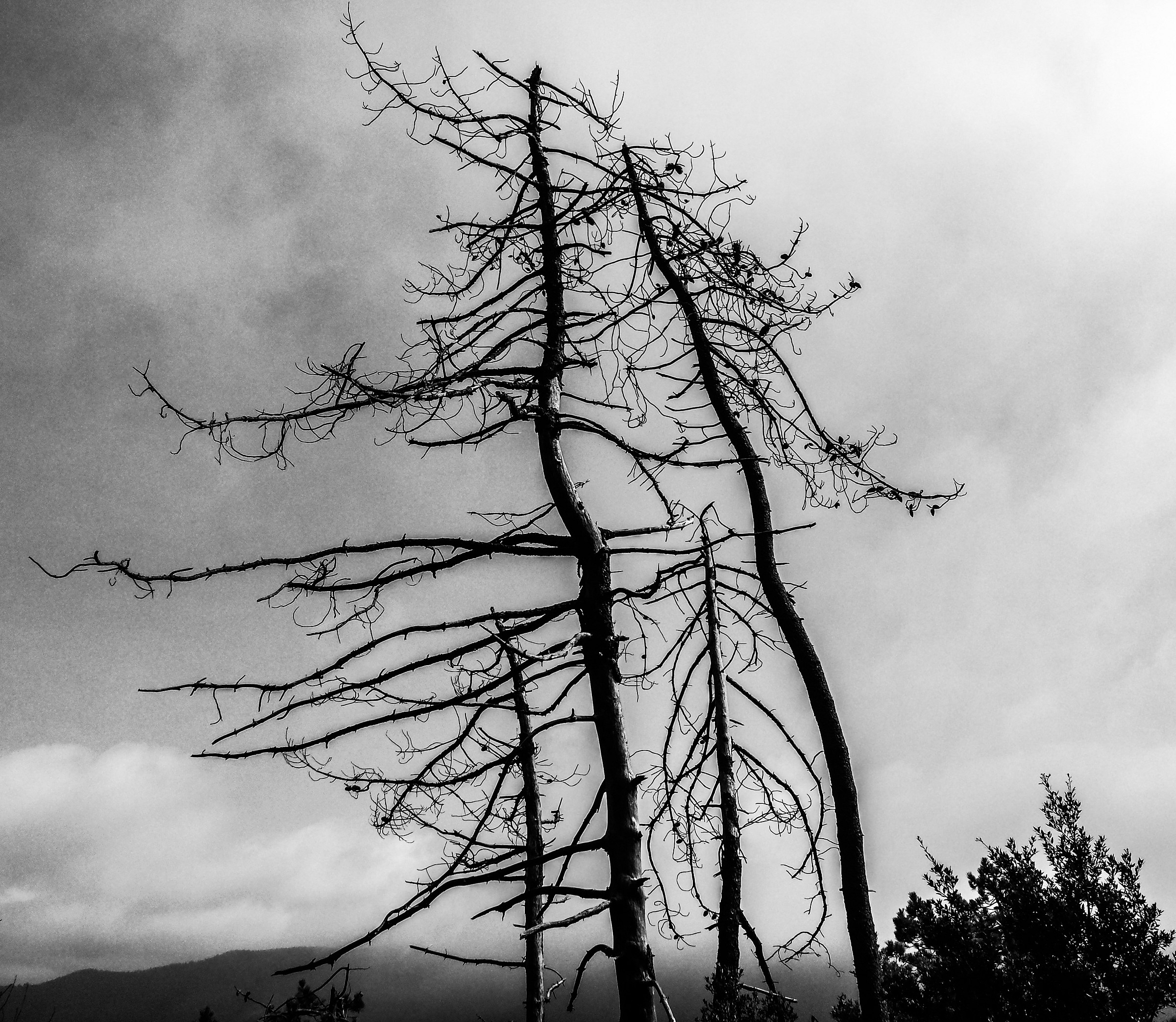 Basta, ci siamo seccati!!!