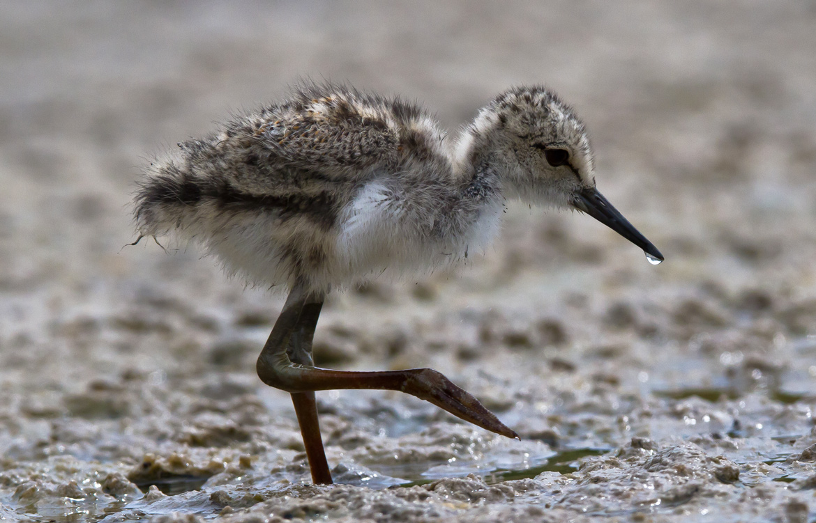 pullo cavaliere d'italia