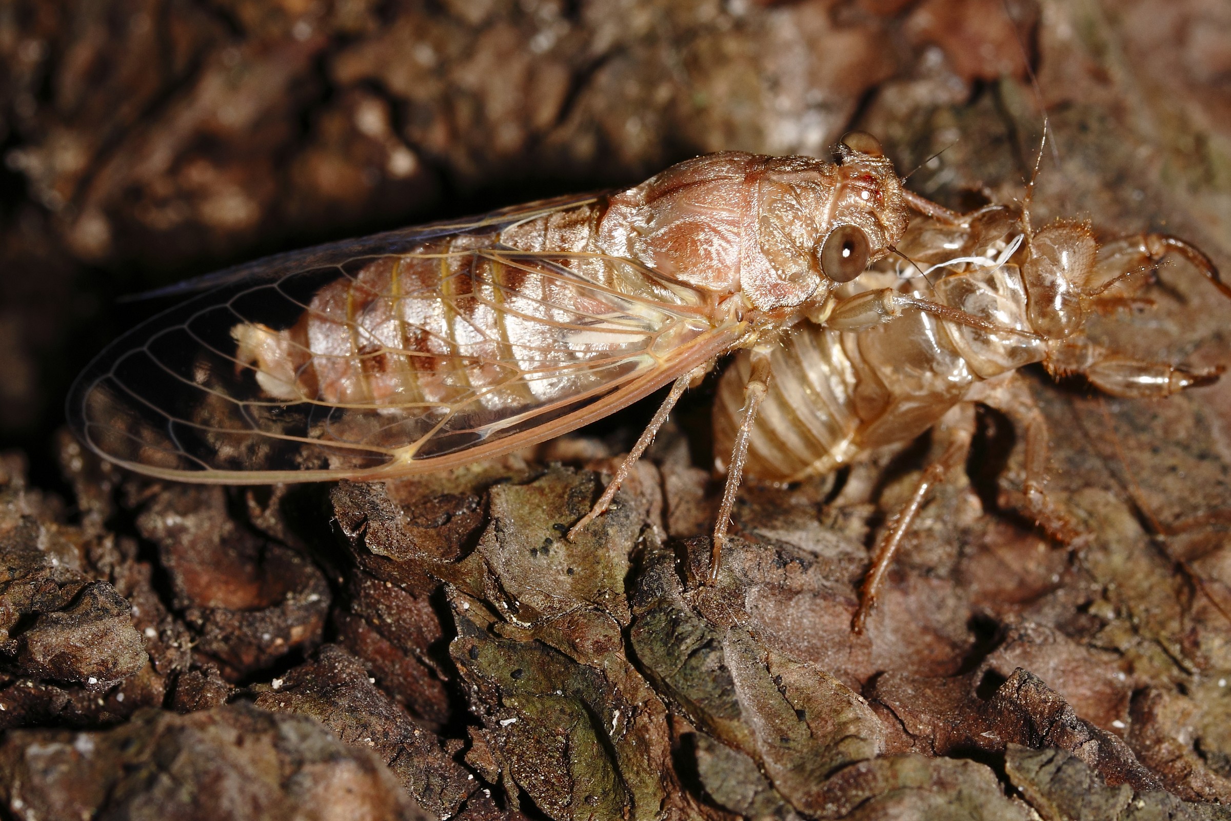The dawn of the cicada
