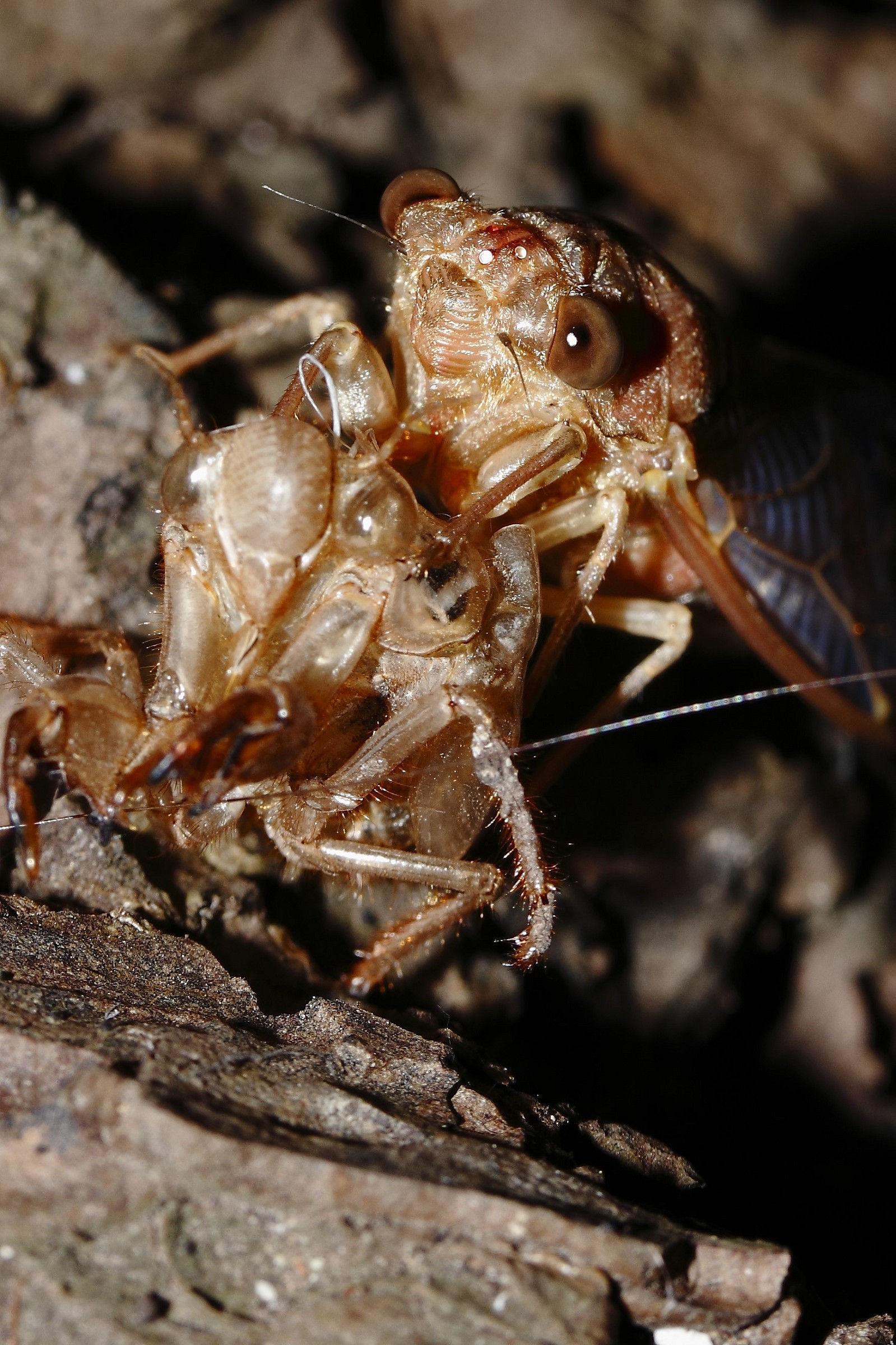 The dawn of the cicada