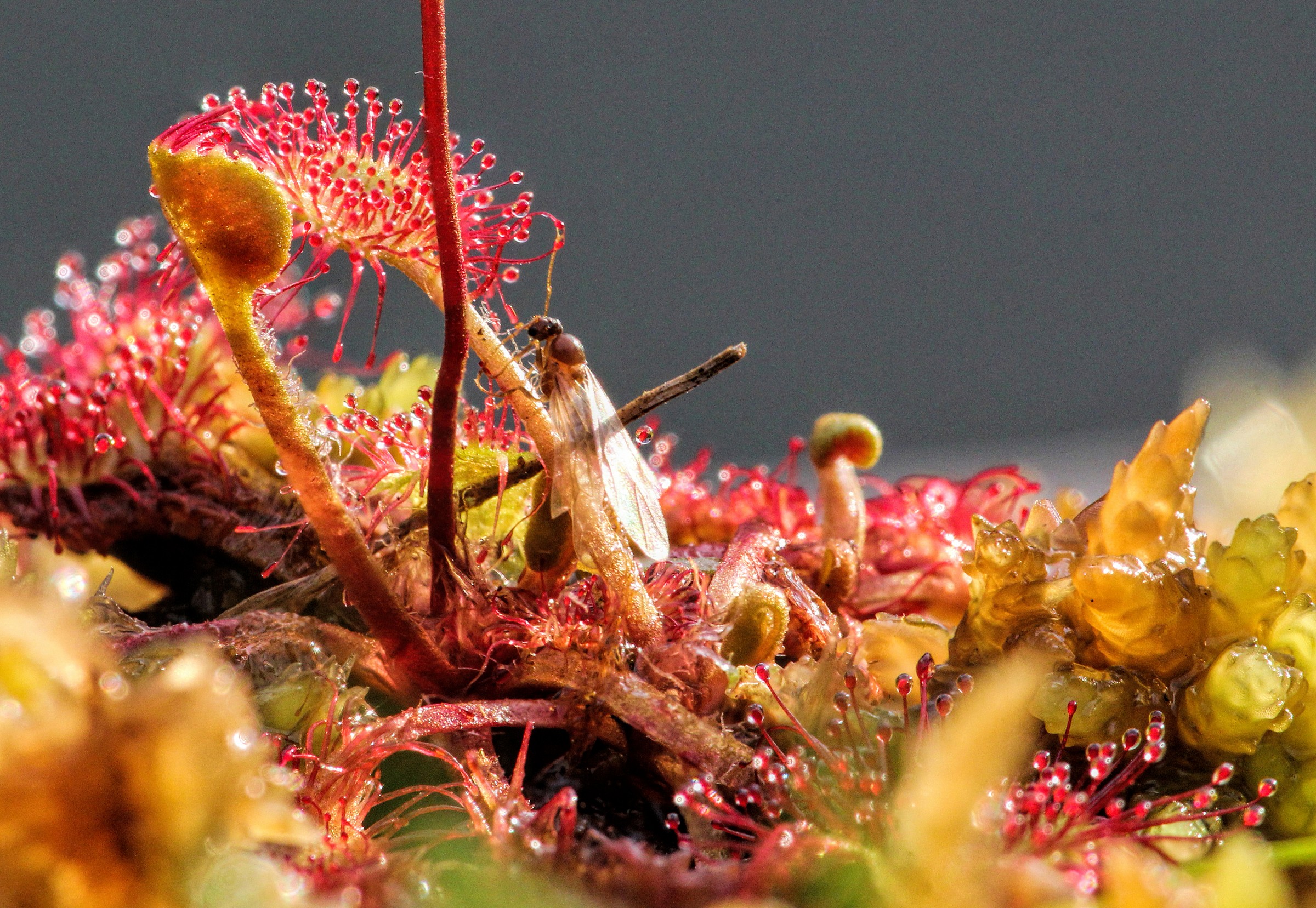 presa!!!!    Drosera rotundifolia