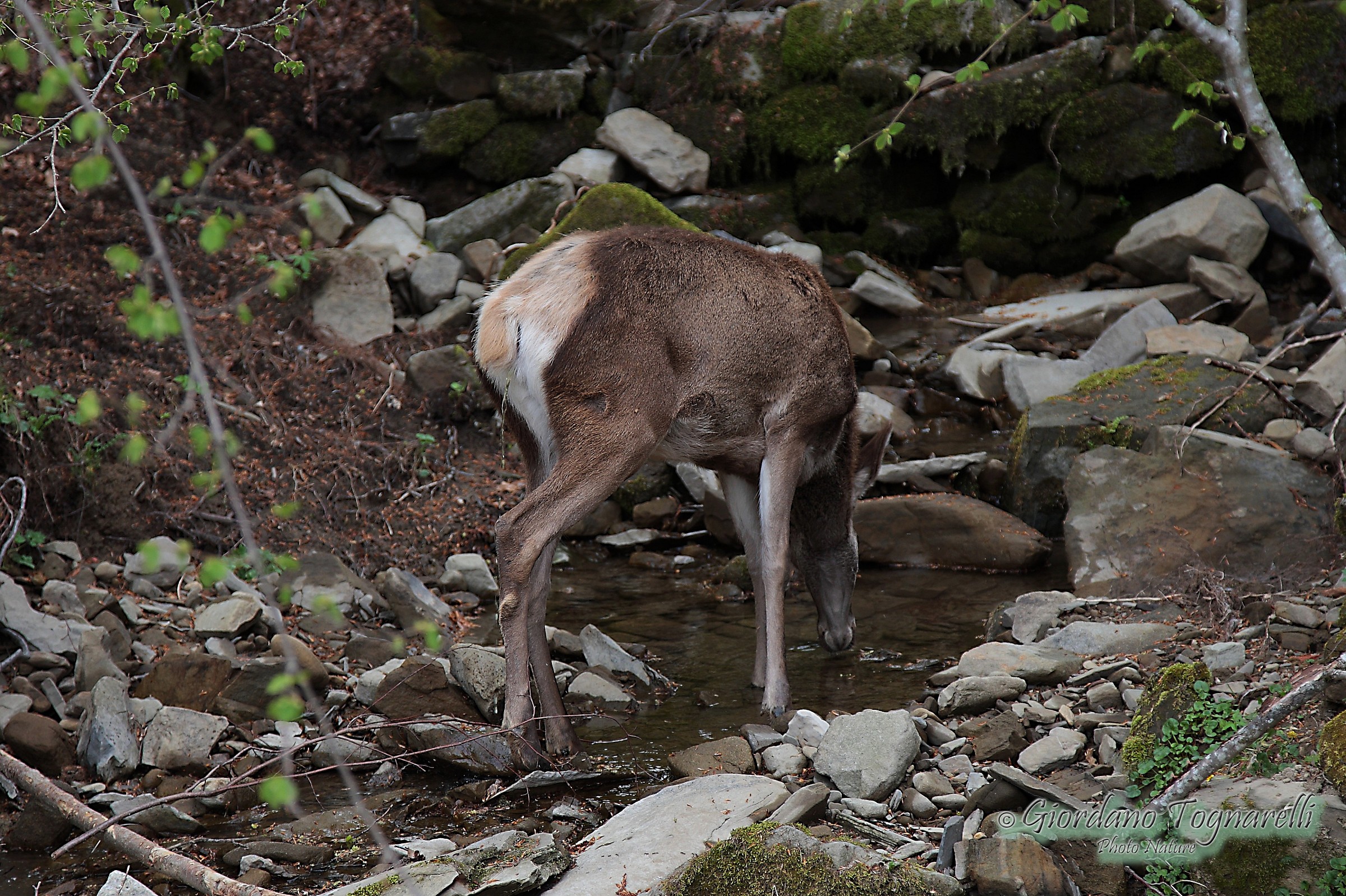Female red deer (Cervus elaphus)
