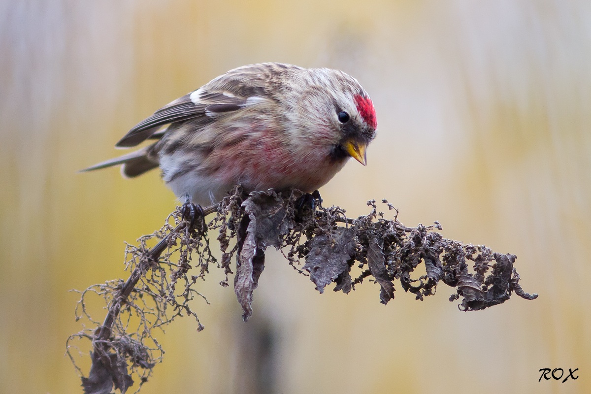 Comune Redpoll