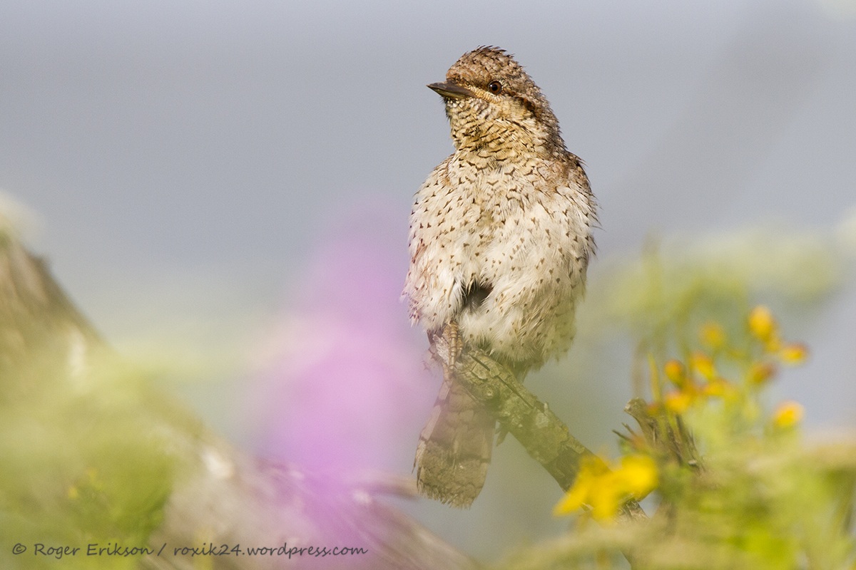 Torcicollo Eurasian in colori