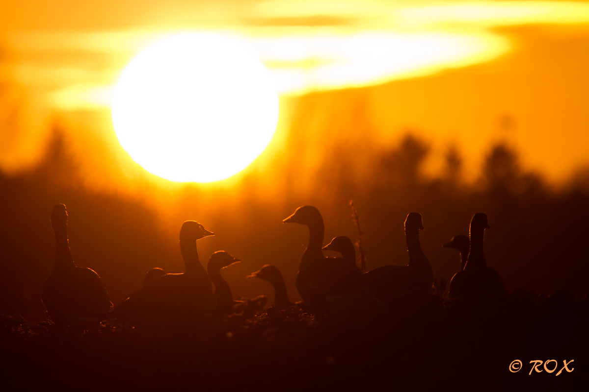 Greater oche dalla fronte bianca sul tramonto