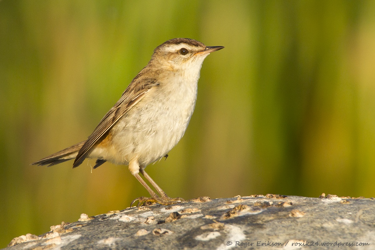 Sedge warbler sulla pietra