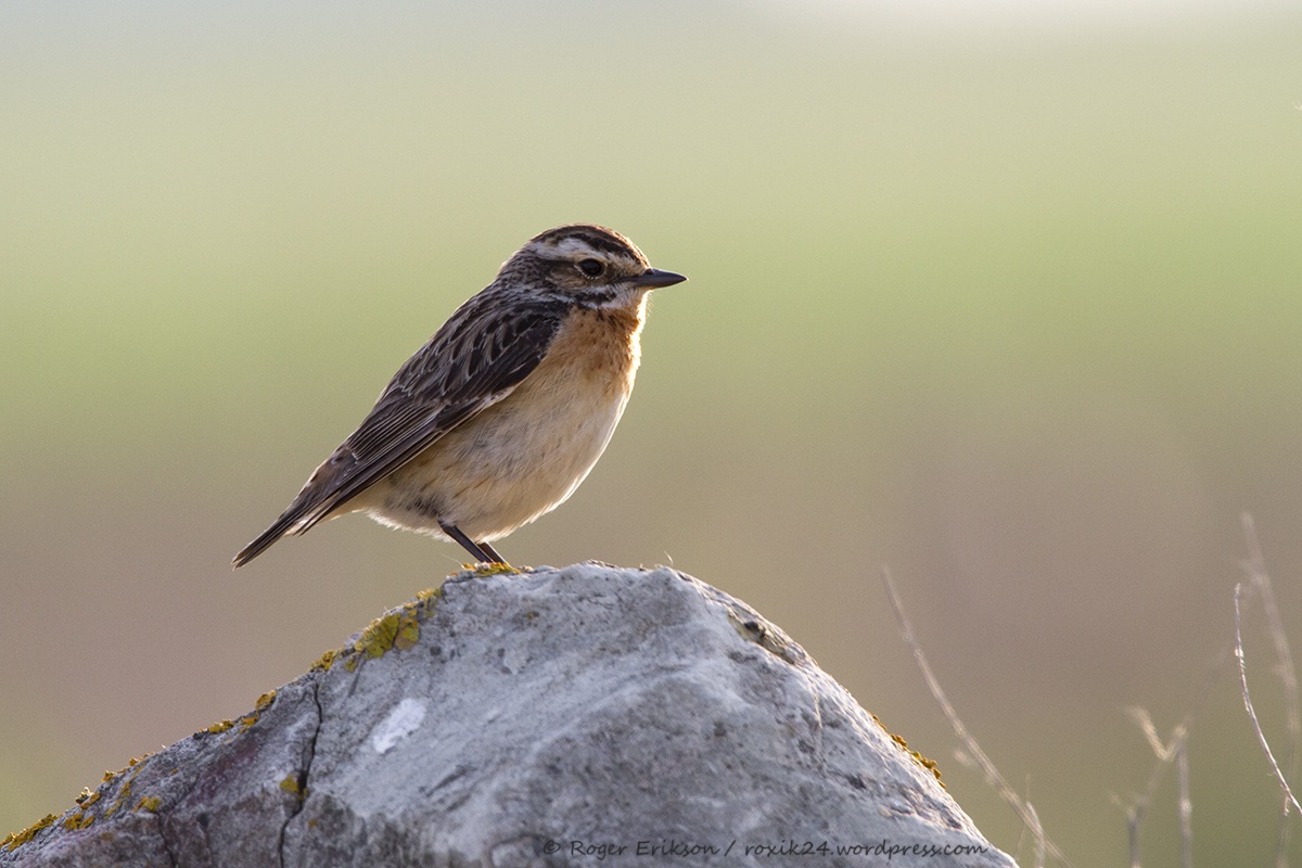 Stiaccino sulla pietra