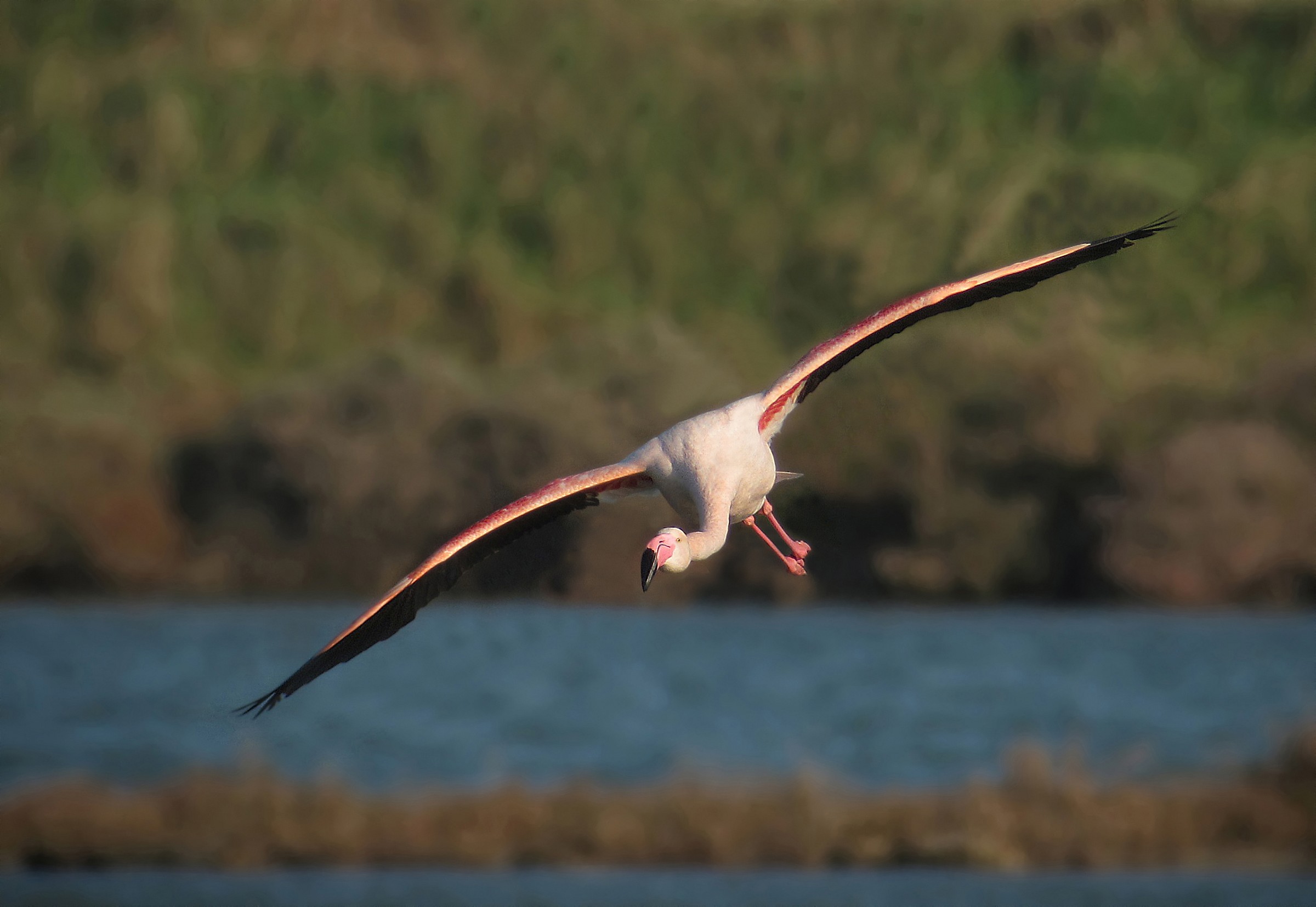 Flamingo in flight