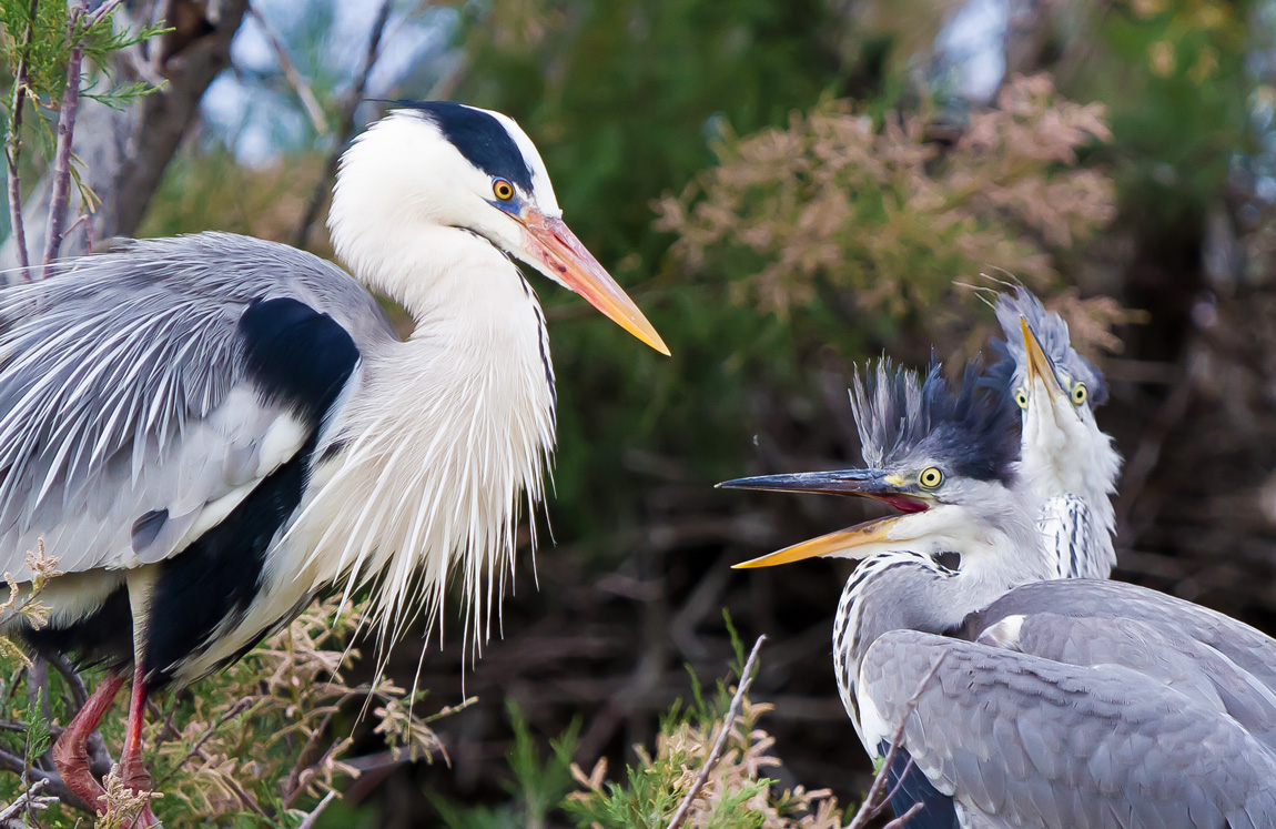airone cenerino + 2pulcini nel nido