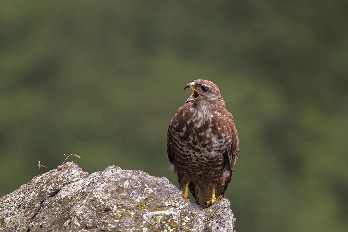 il grido della poiana