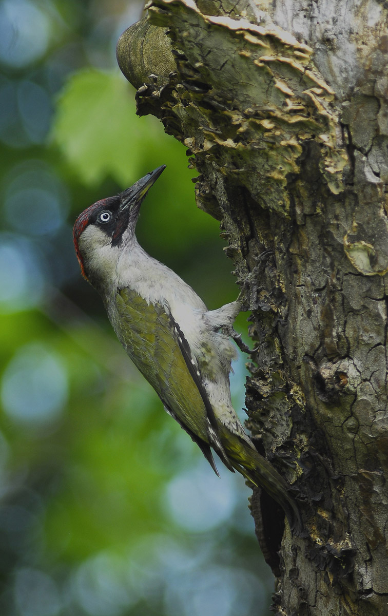 Picchio verde maschio