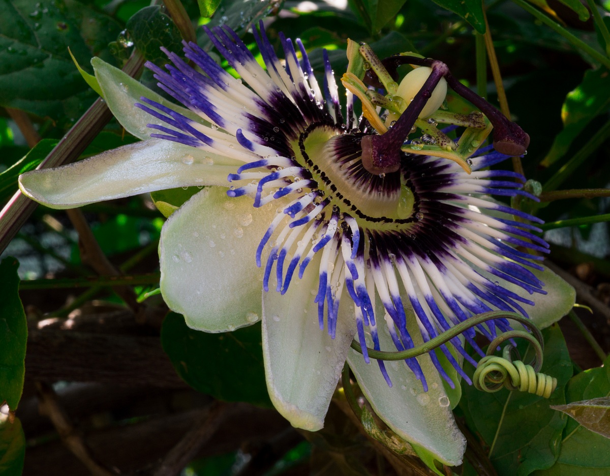 Passionflower