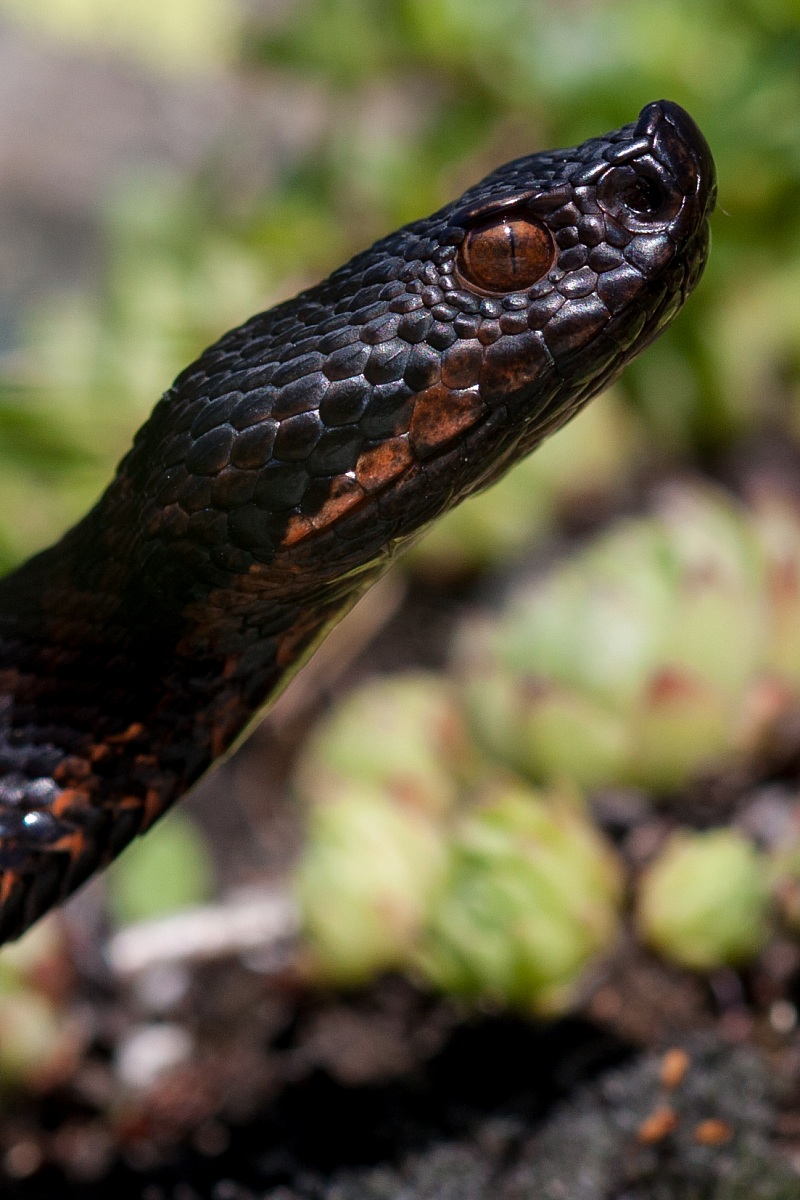 Vipera aspis atra (female melanotica) - Portrait