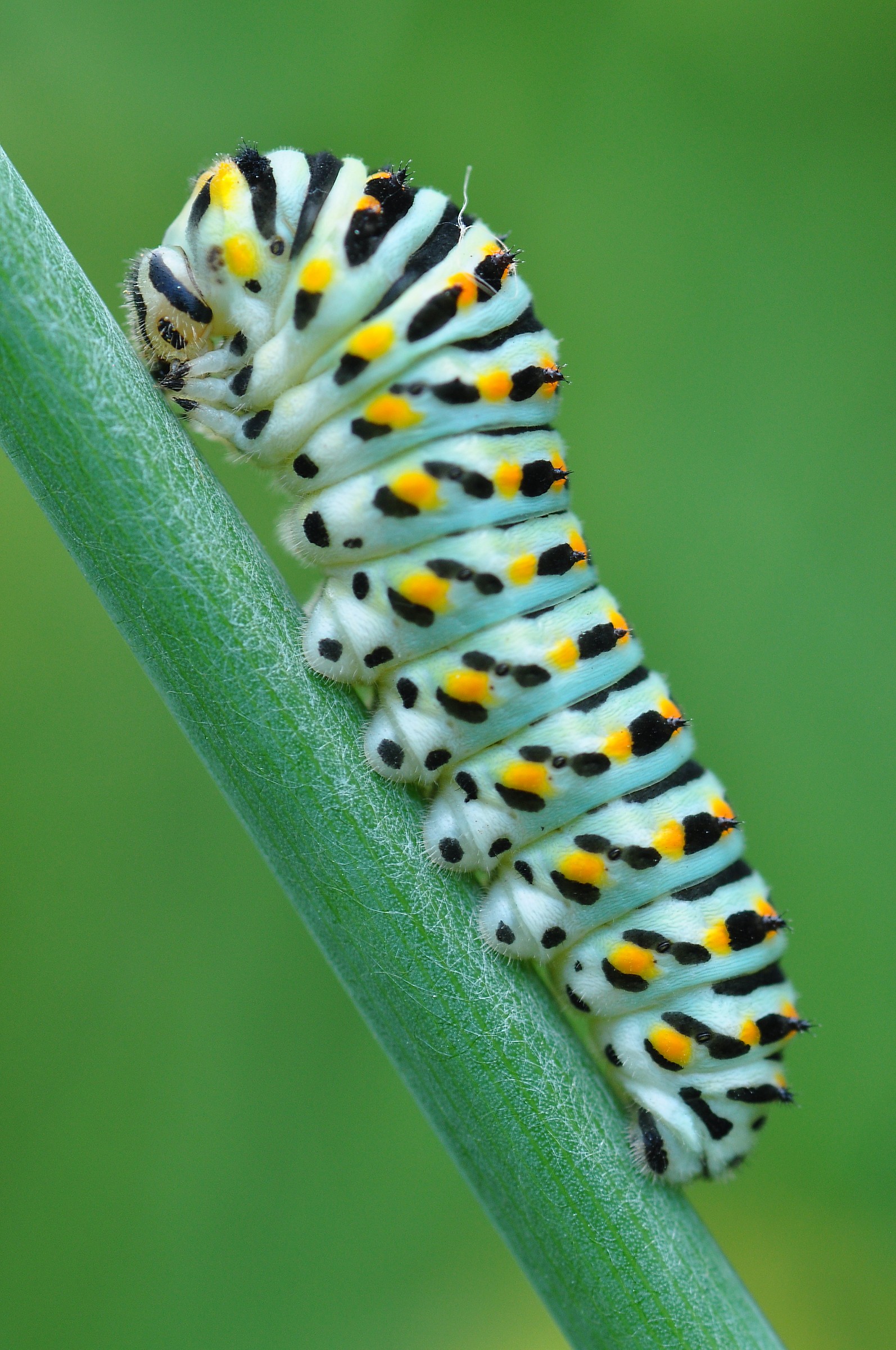 Caterpillar