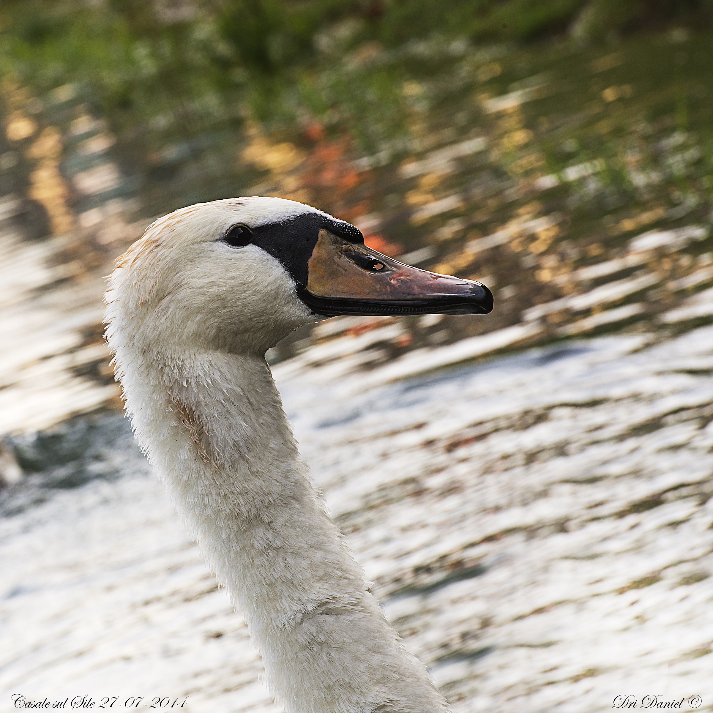 Protagonista del fiume