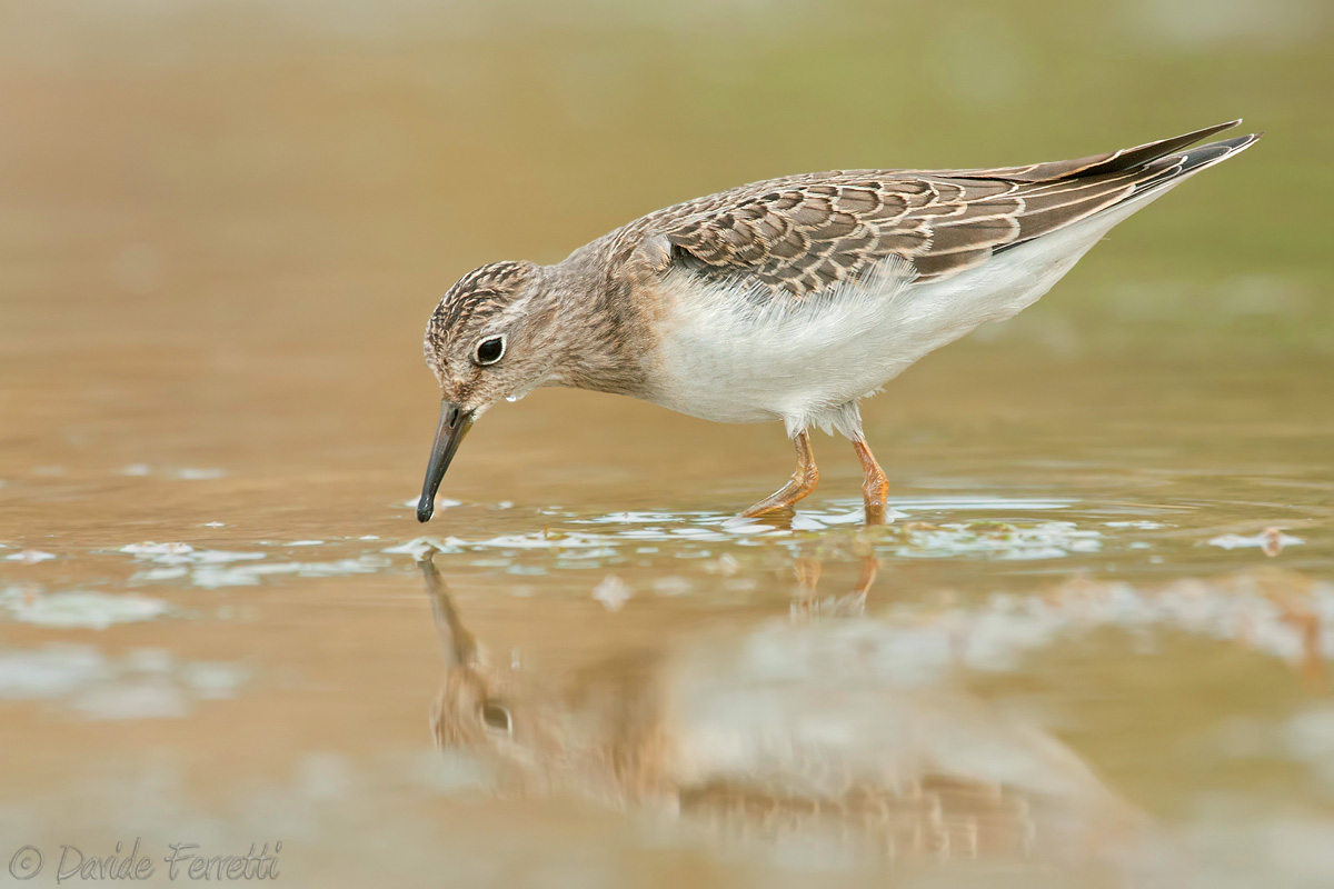 Young broad-billed
