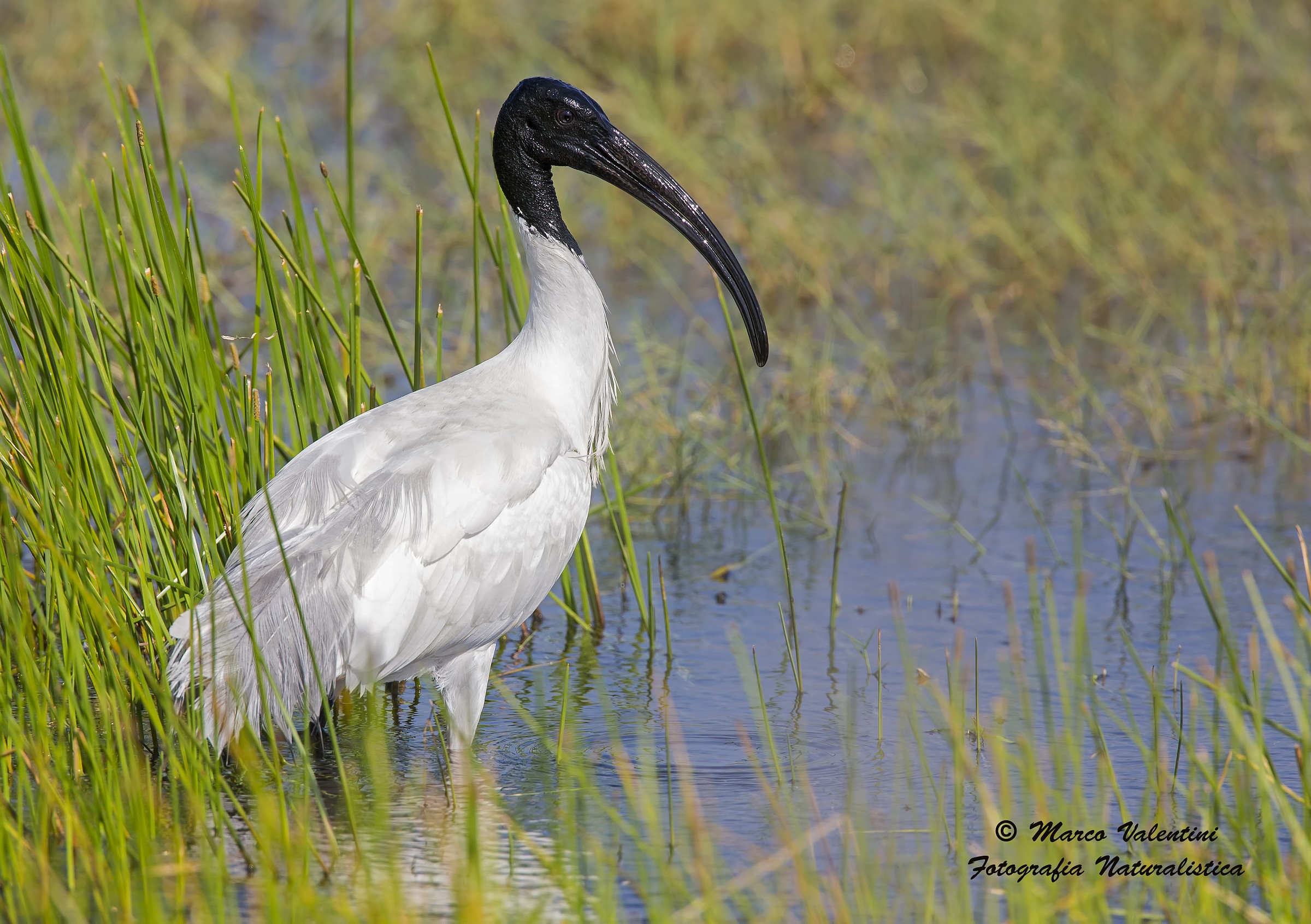 La maschera dell'ibis