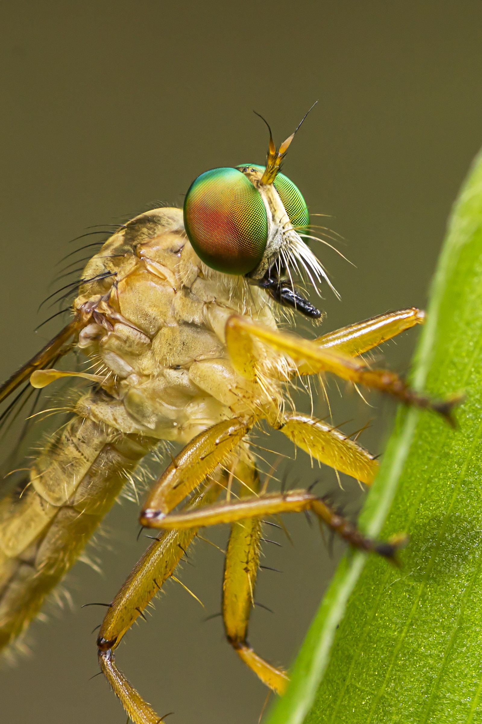 Portrait of Roberfly