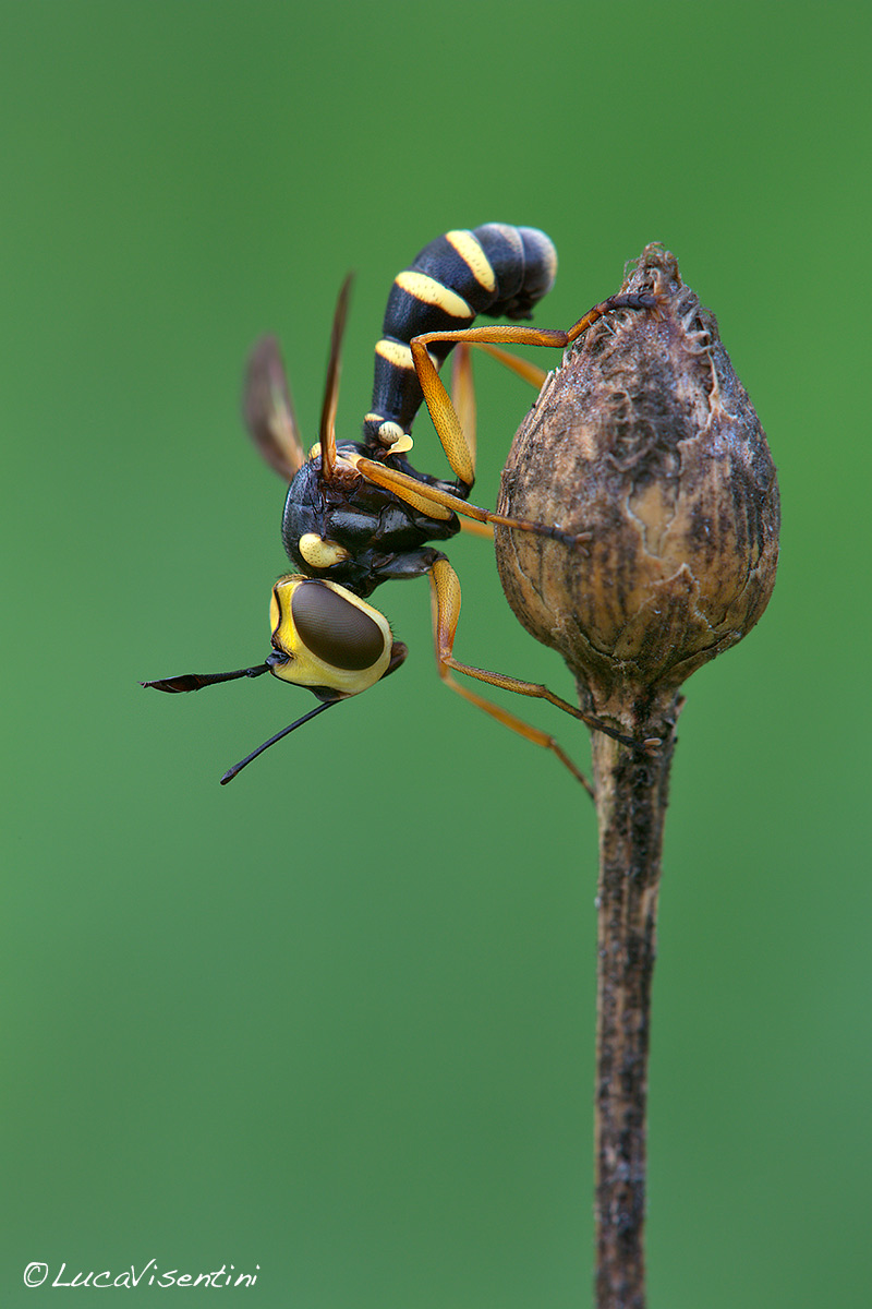 CONOPS quadrifasciata