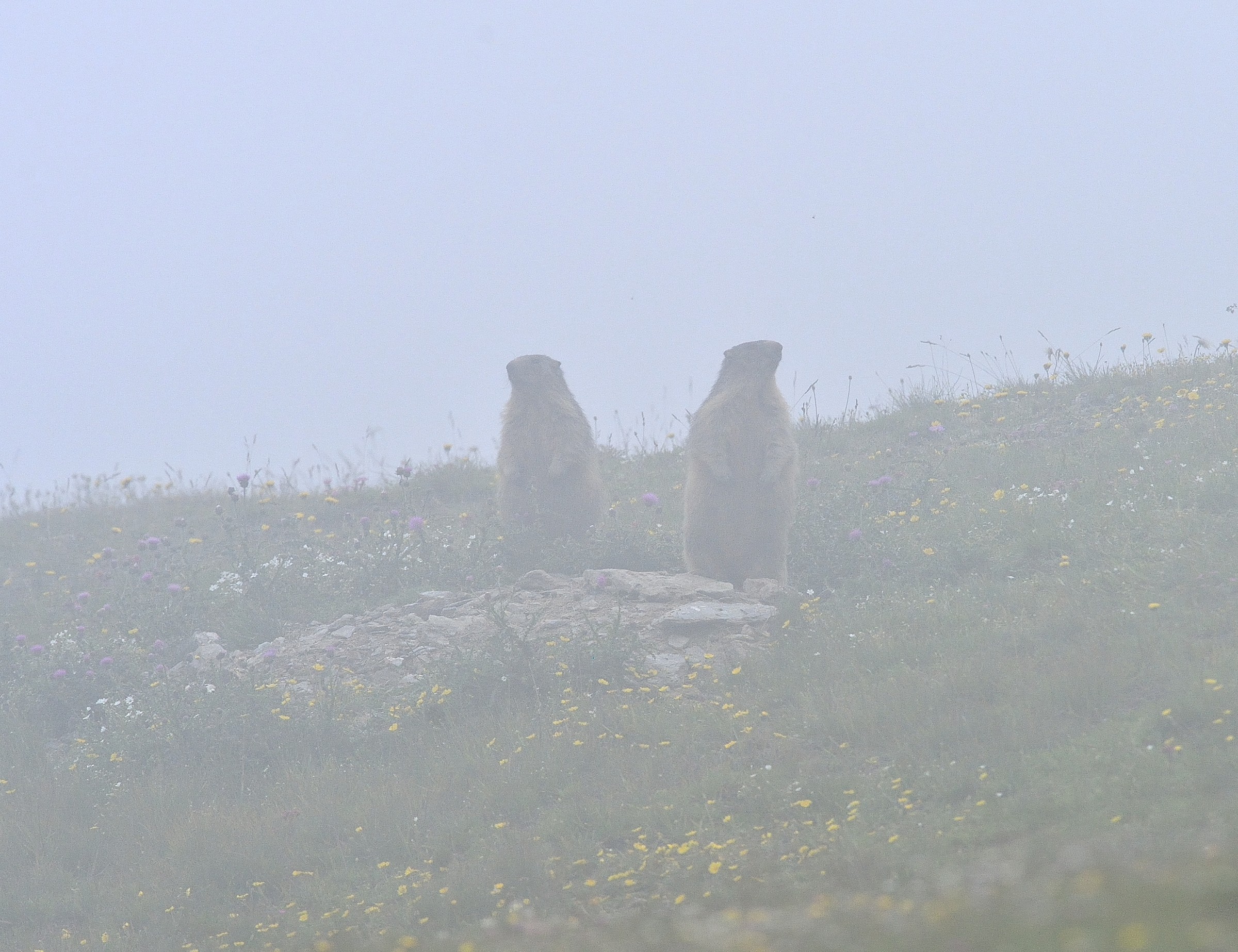 Marmots