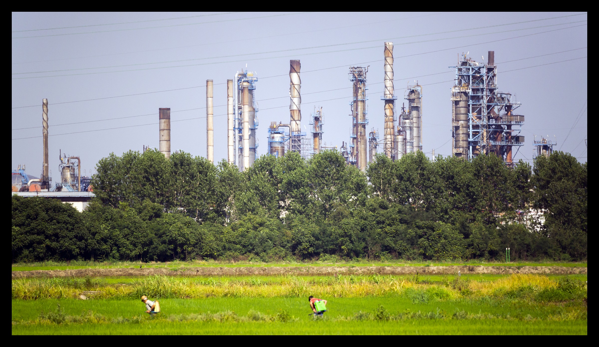 Concimando strane piante