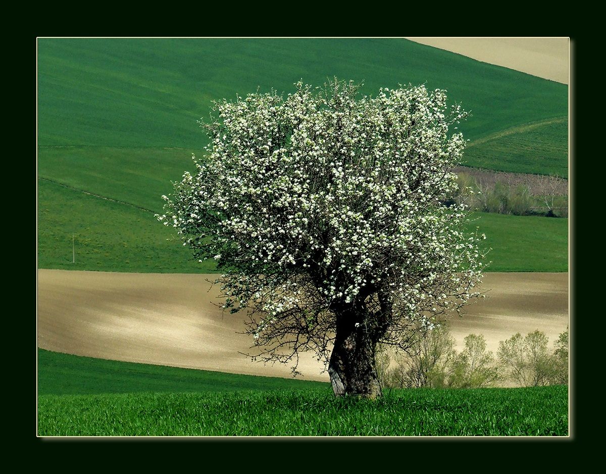Campagna marchigiana. Arcevia