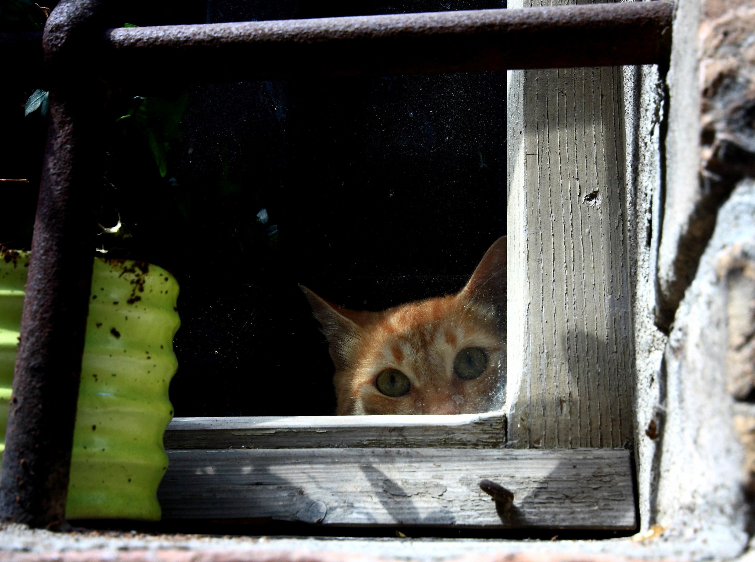 cu cu.. ti ho visto!