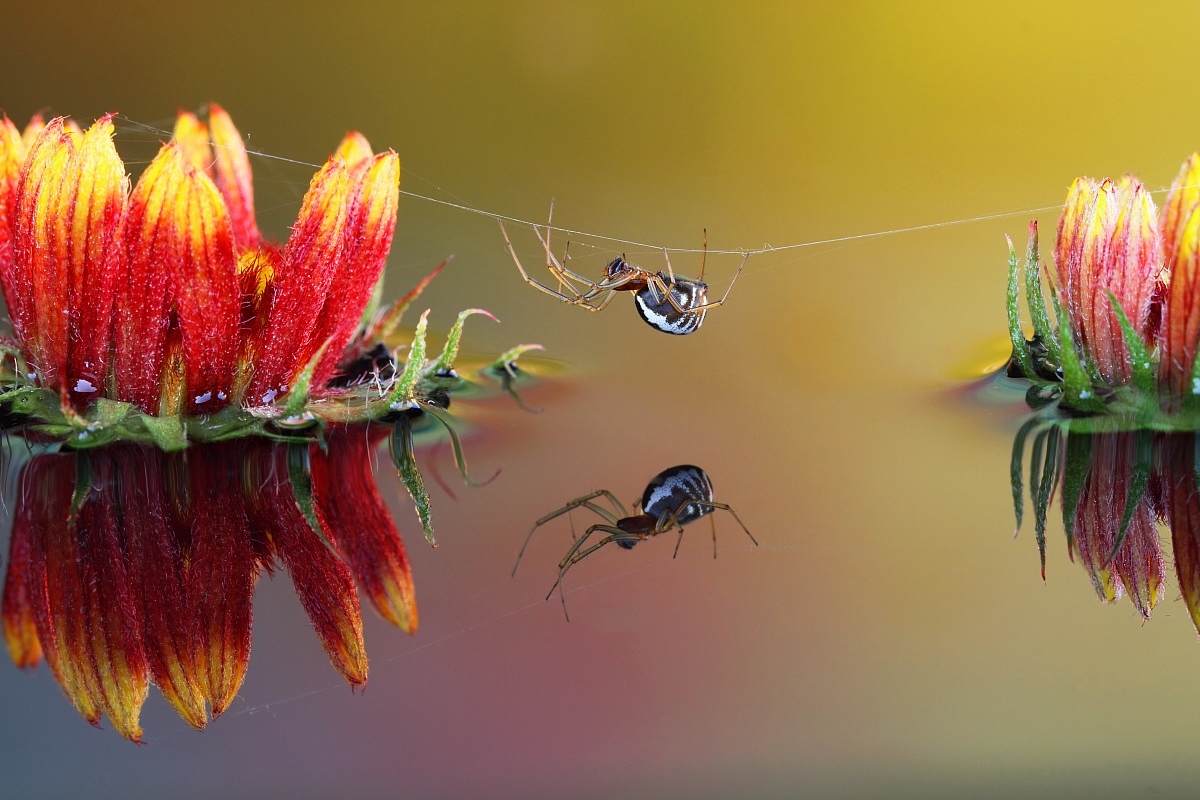 The tightrope walker
