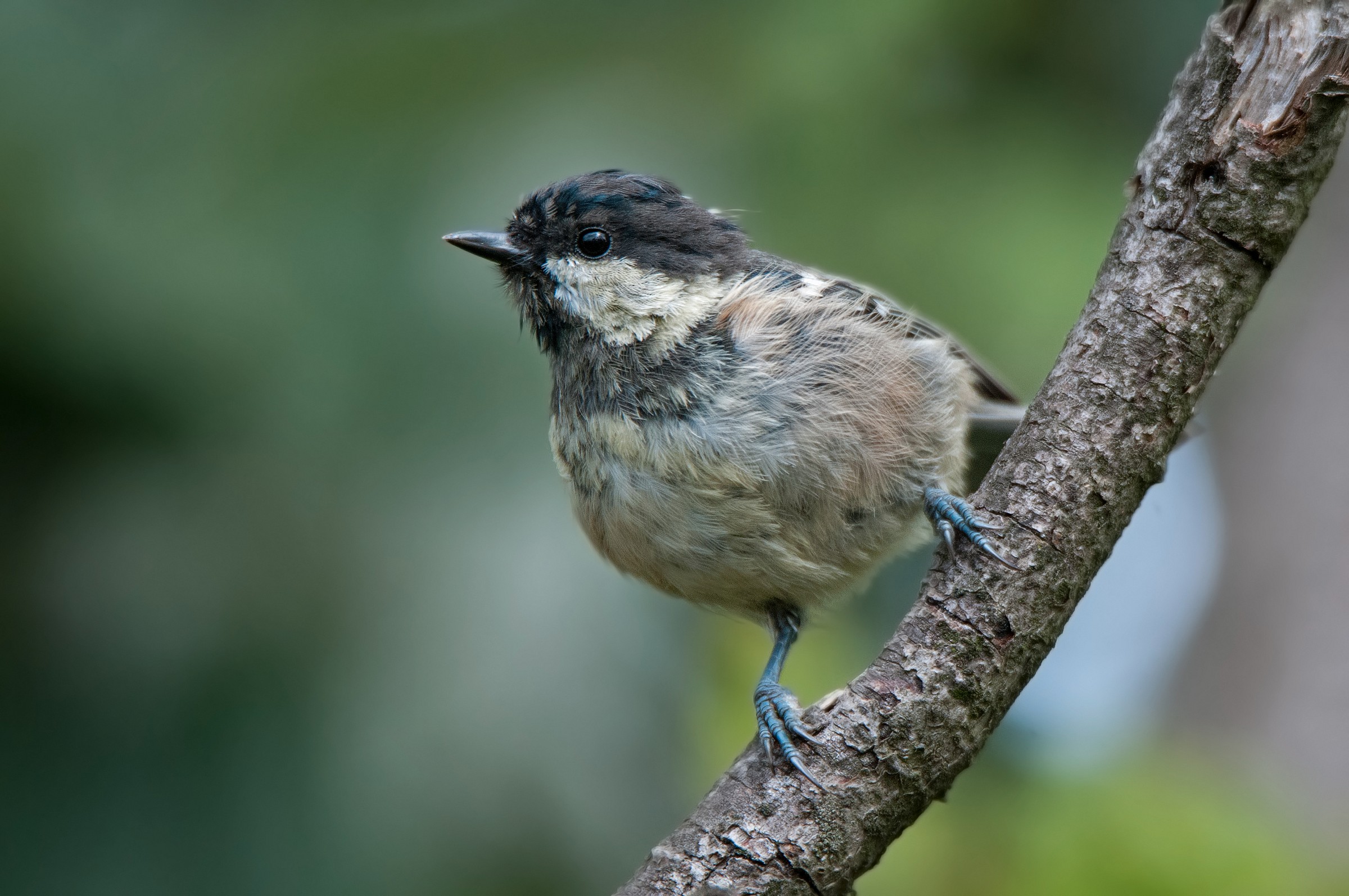 Tit Mora (Periparus Ater)