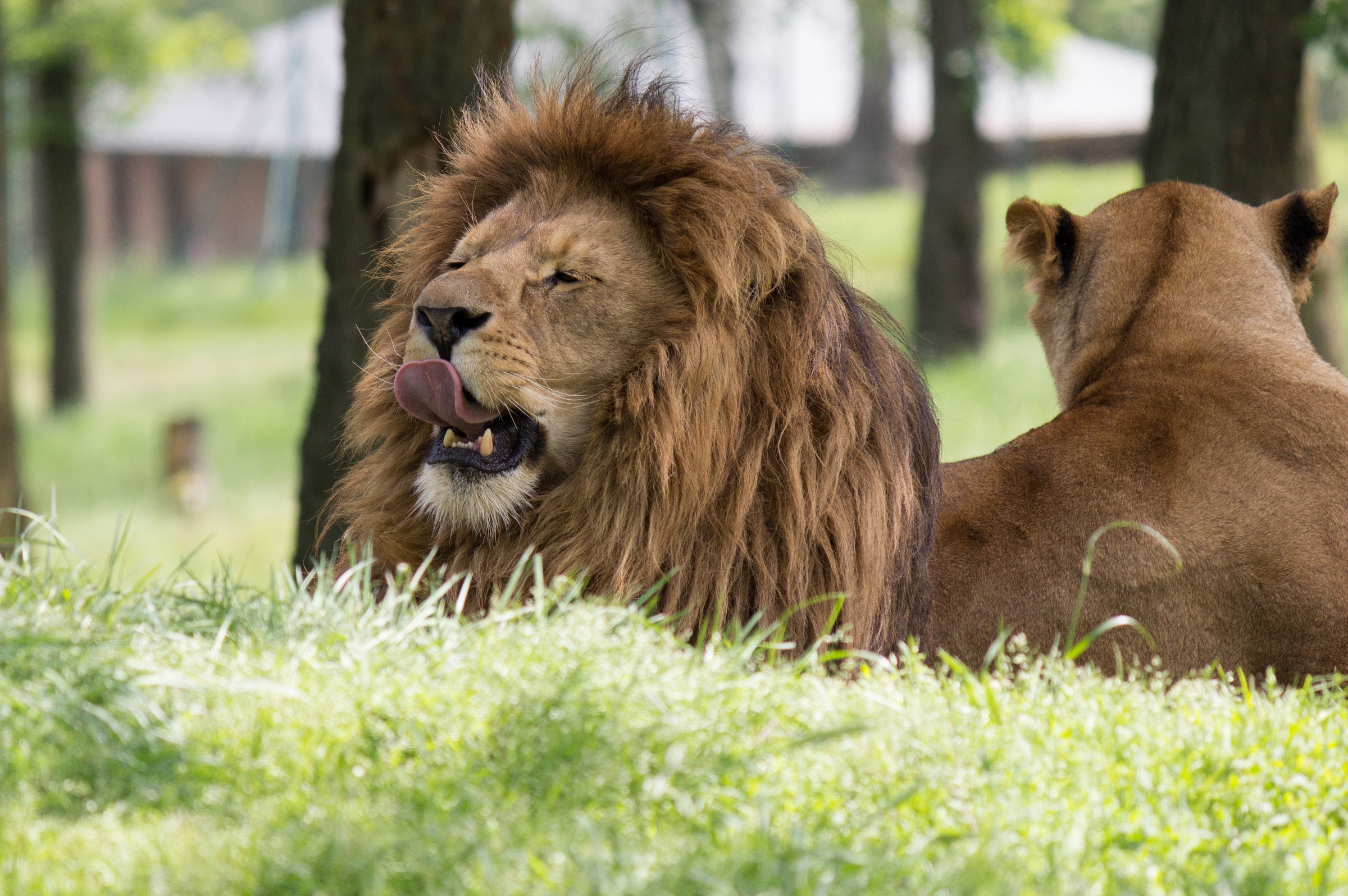 Safari Park Pombia 1
