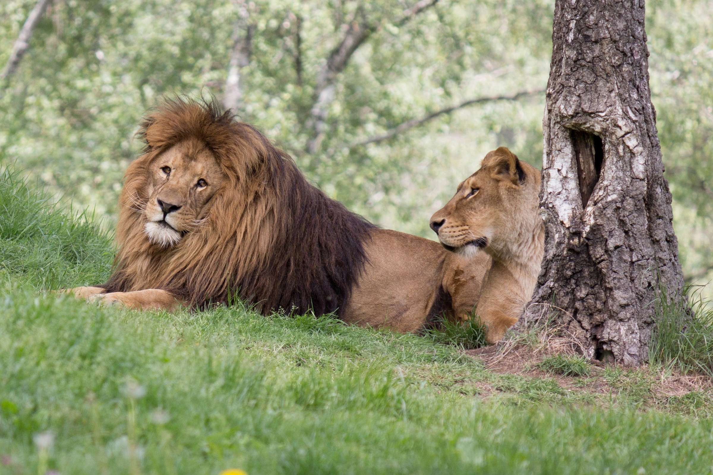 Safari Park di Pombia 2