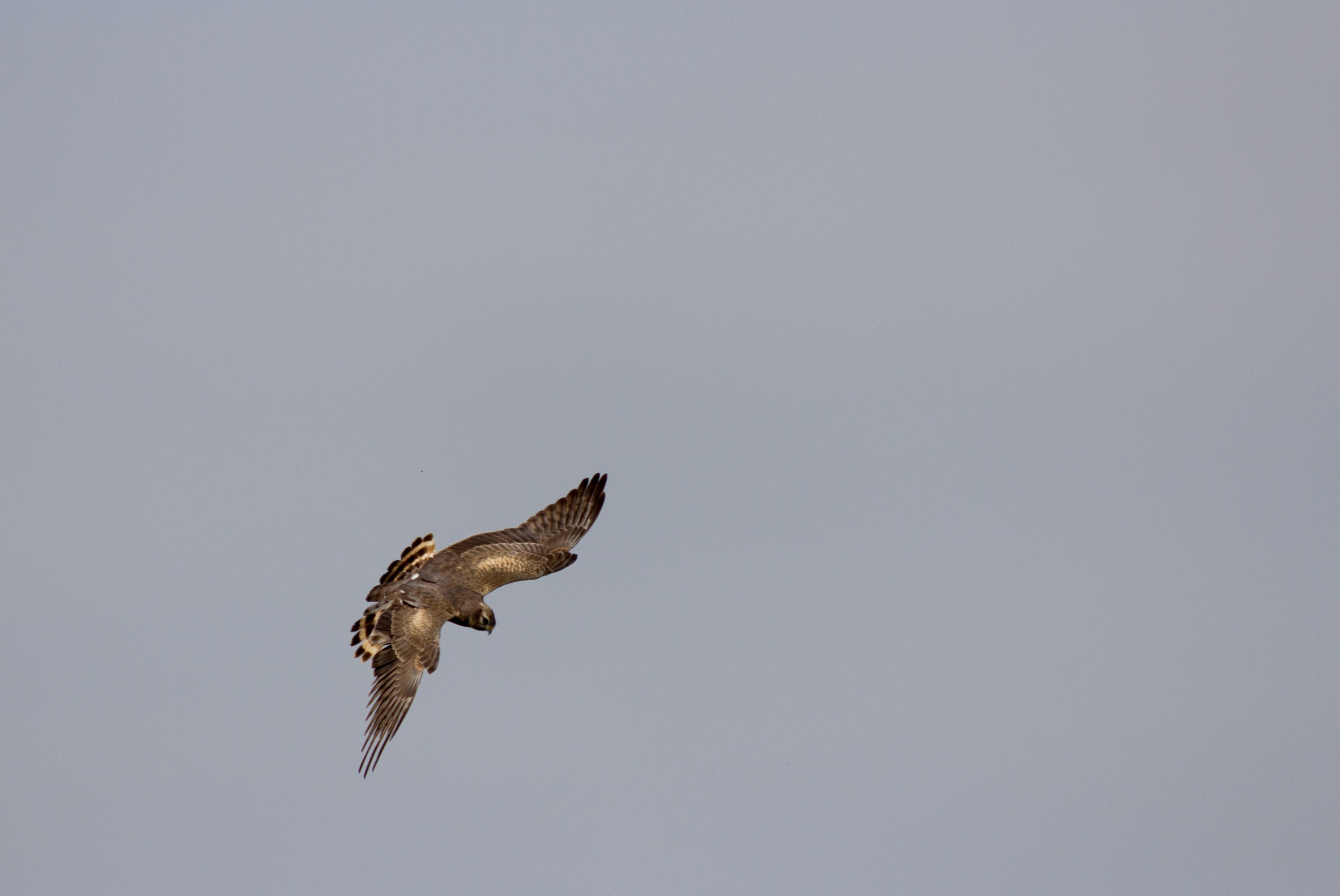 Aeroporto Malpensa 1