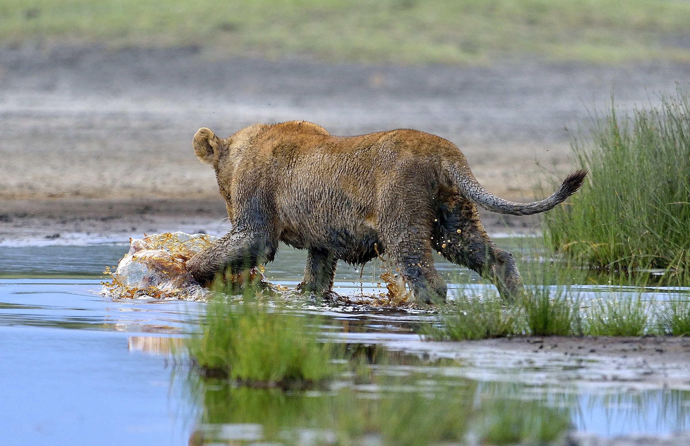 Ngorongoro Conservation Area - Giovani leoni