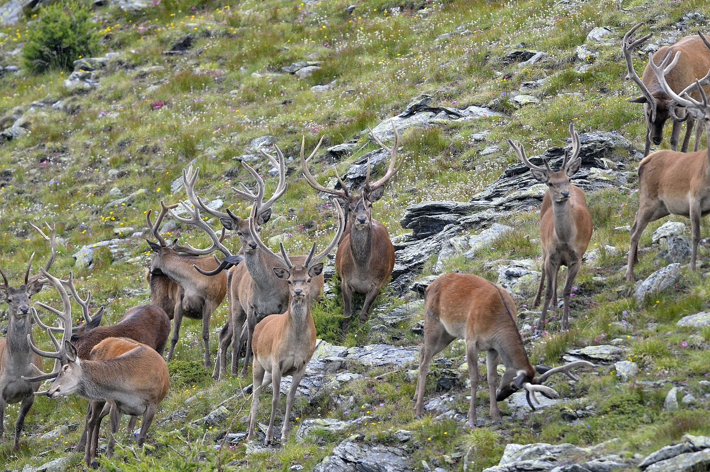 group of deer in the rain