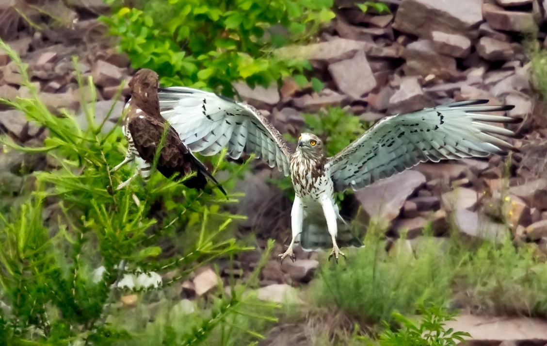 Bianconi: the appointment