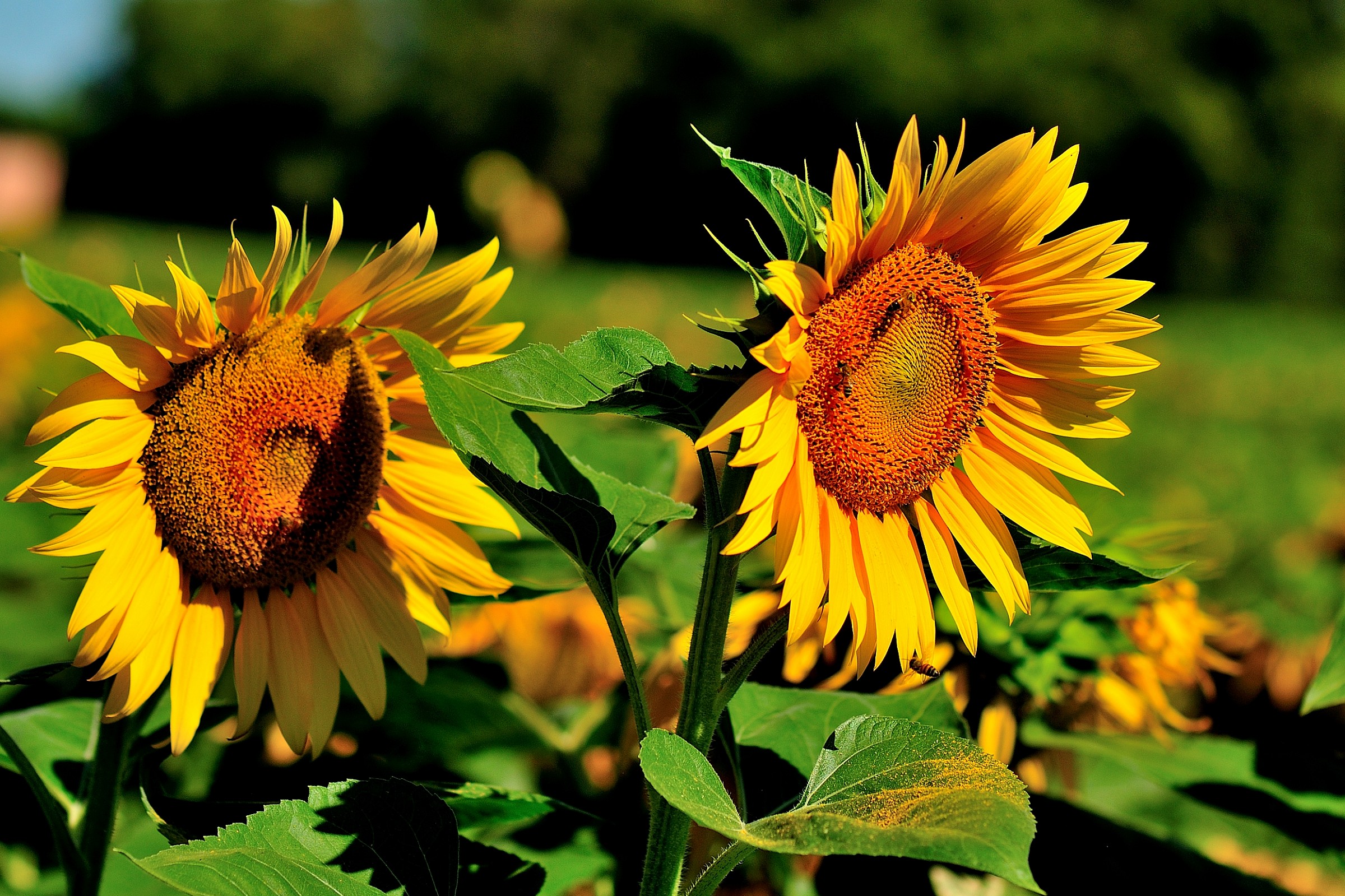 Sunflowers