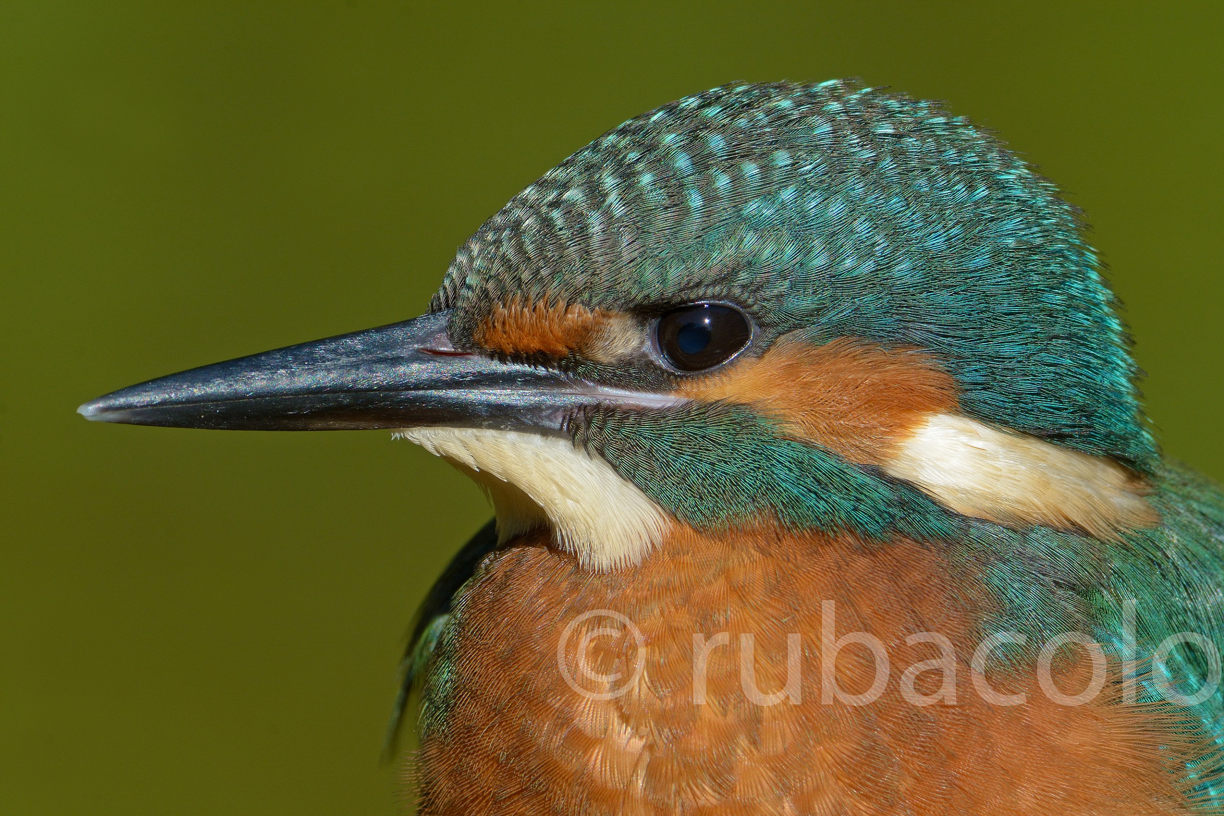 passport to the young martino