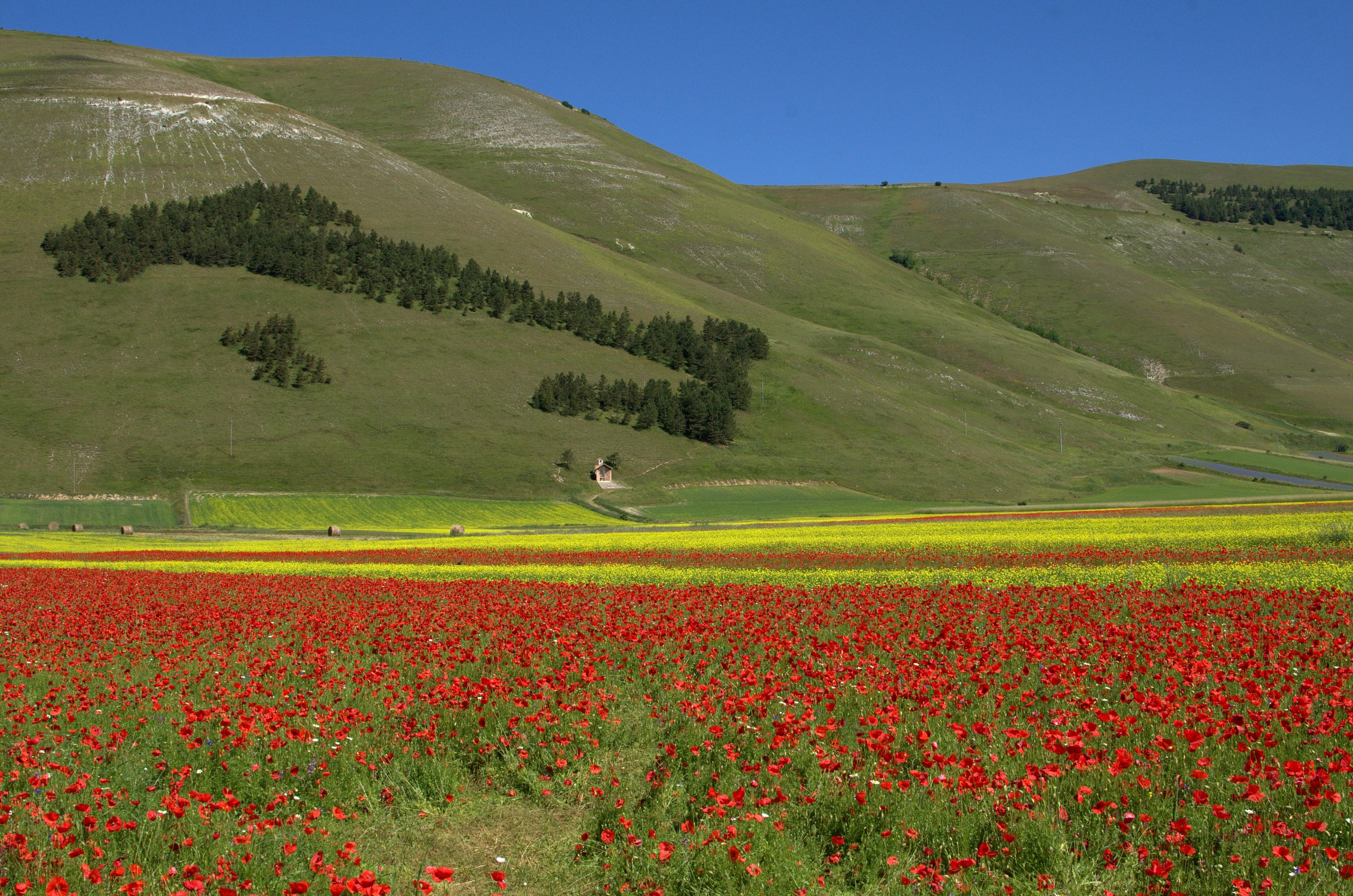 Fioritura a castelluccio 2014 - 1