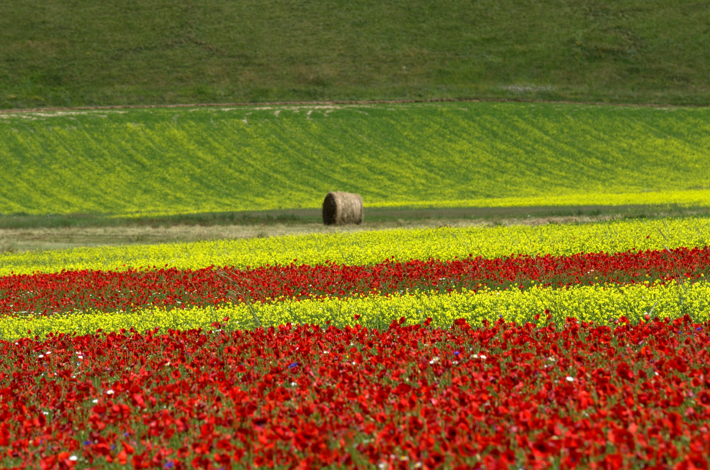 Fioritura a castelluccio 2014 - 2