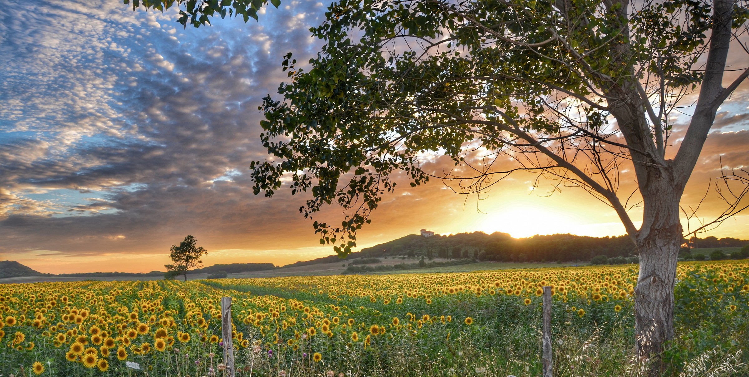 Il Tramonto Dei Girasole