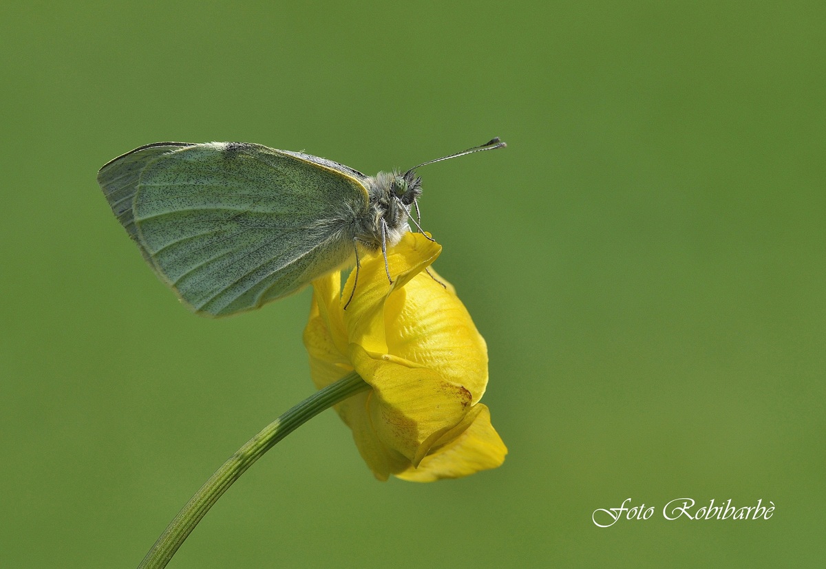 Farfalla botton d'oro....