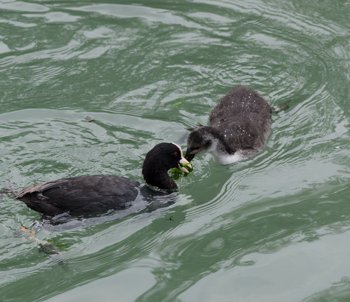 The mother take the small