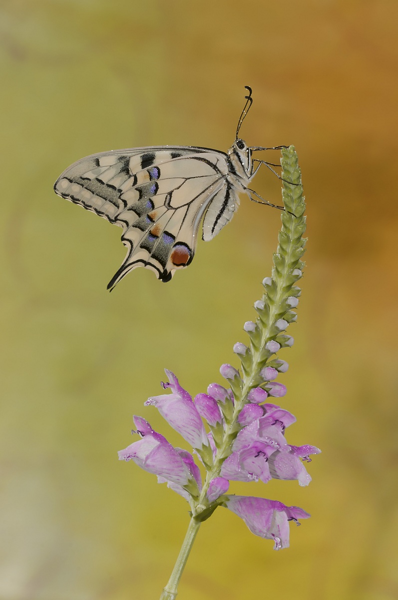 Swallowtail on Physostegia virginiana