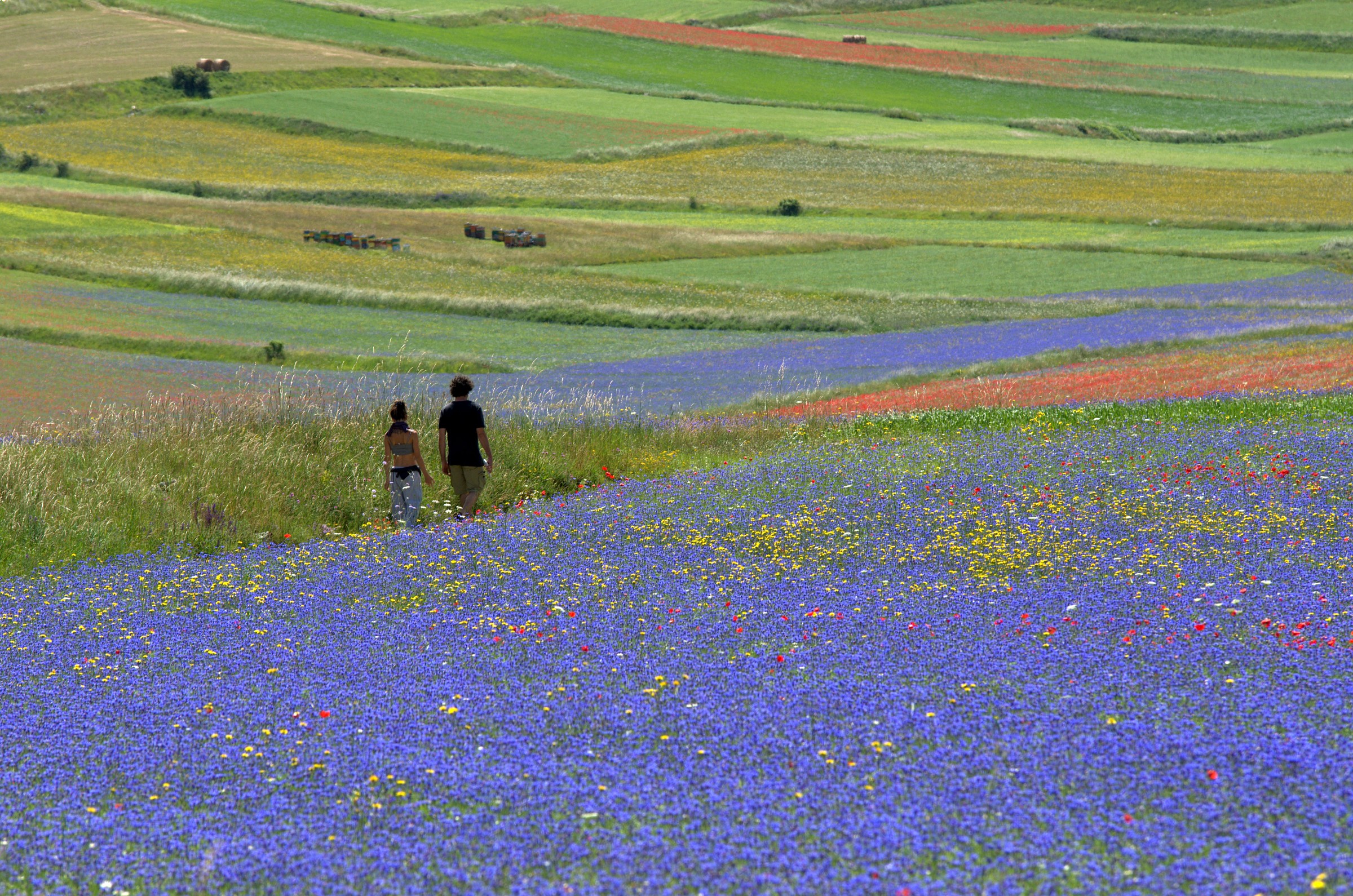 Passeggiata tra i campi in fiore a castelluccio 2014