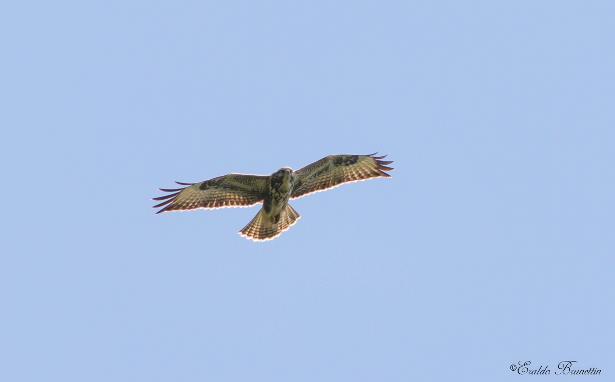 Poiana (Buteo buteo)