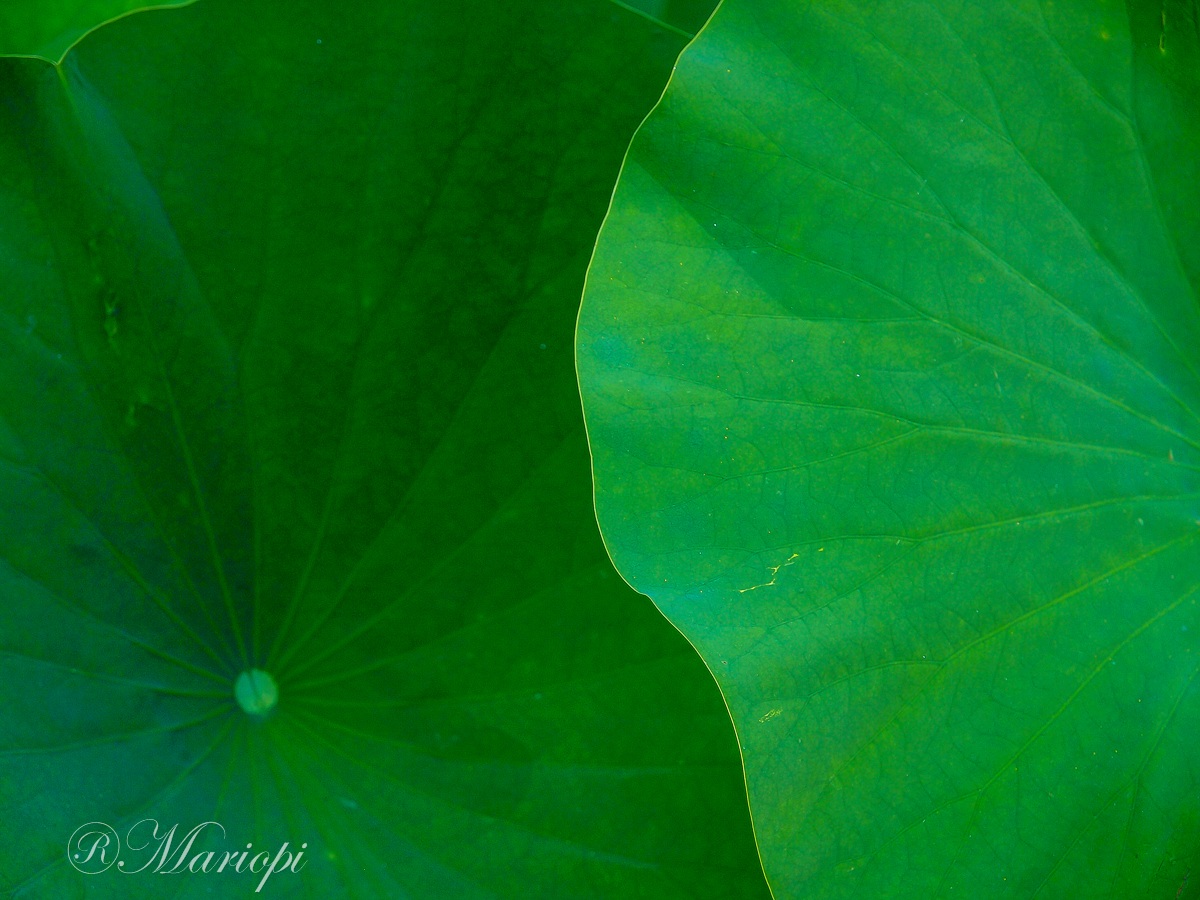 geometries in the pond